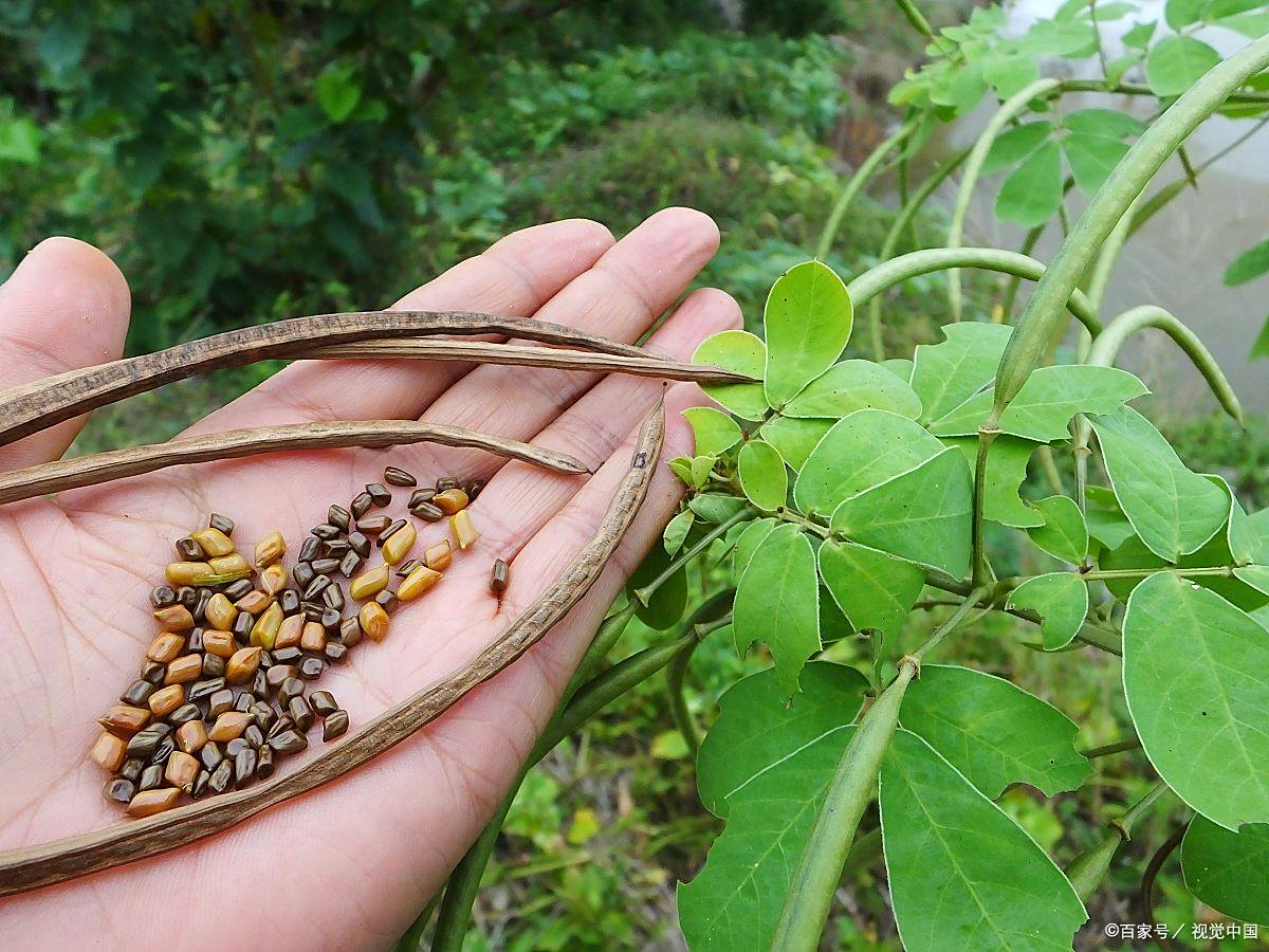 大全刺蕨麻图片蕨麻产量蕨麻图片种植干燥蕨麻叶片图片蕨麻种植基地