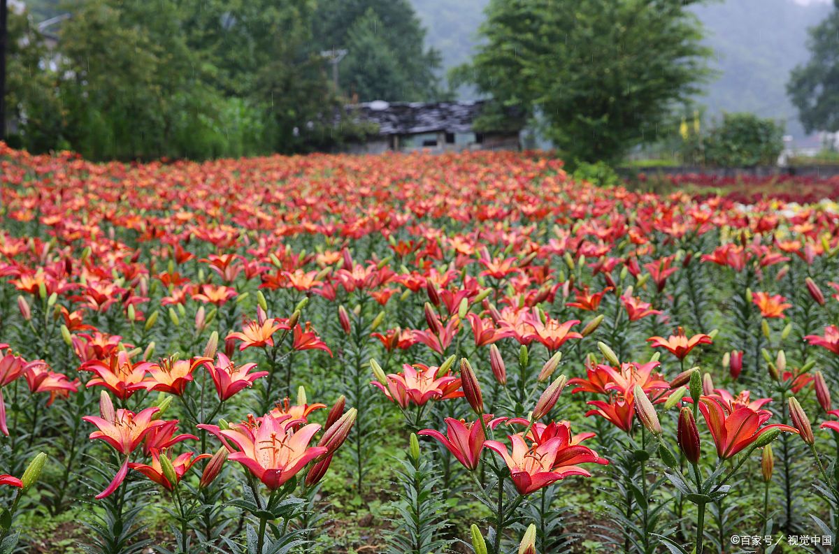 百合花海,你不容错过的打卡圣地!