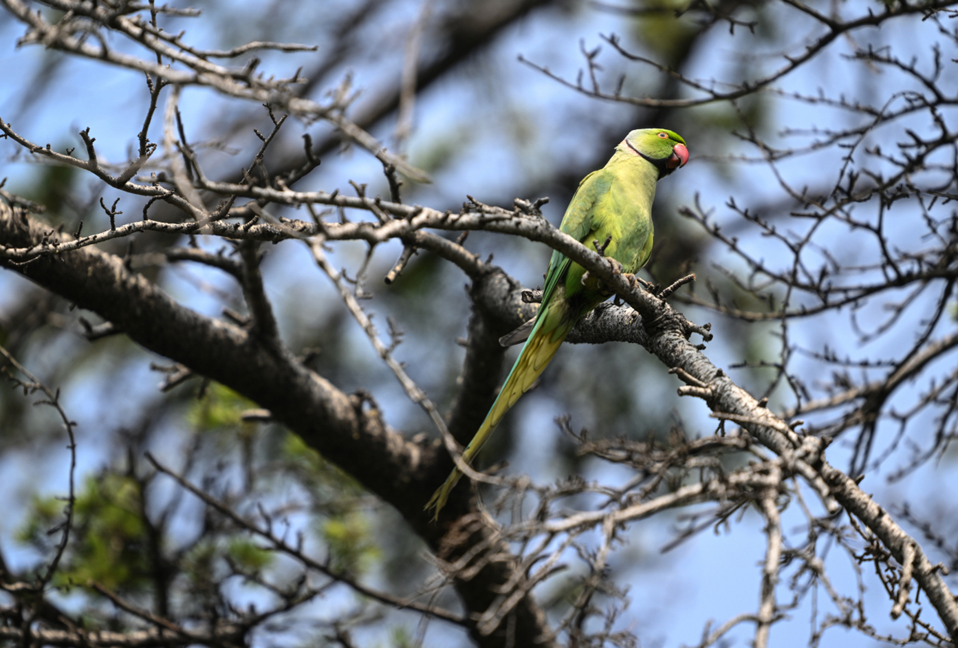 红领绿鹦鹉 -英文名称 rose-ringed parakeet,是一种生活在印度次大陆