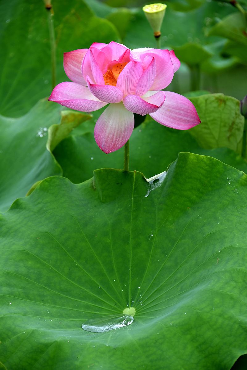 江南荷花爱情红
