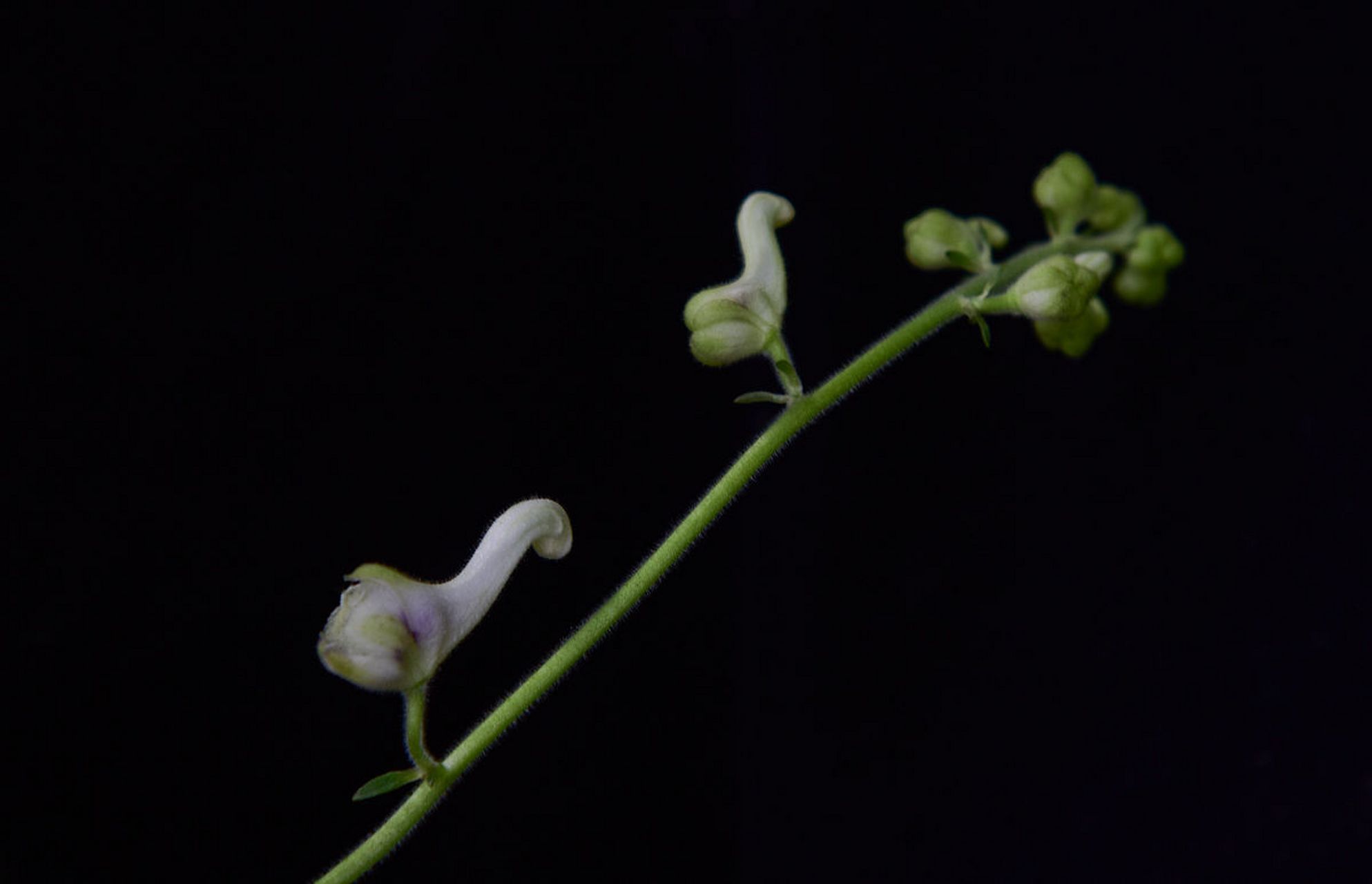 天鹅花图片