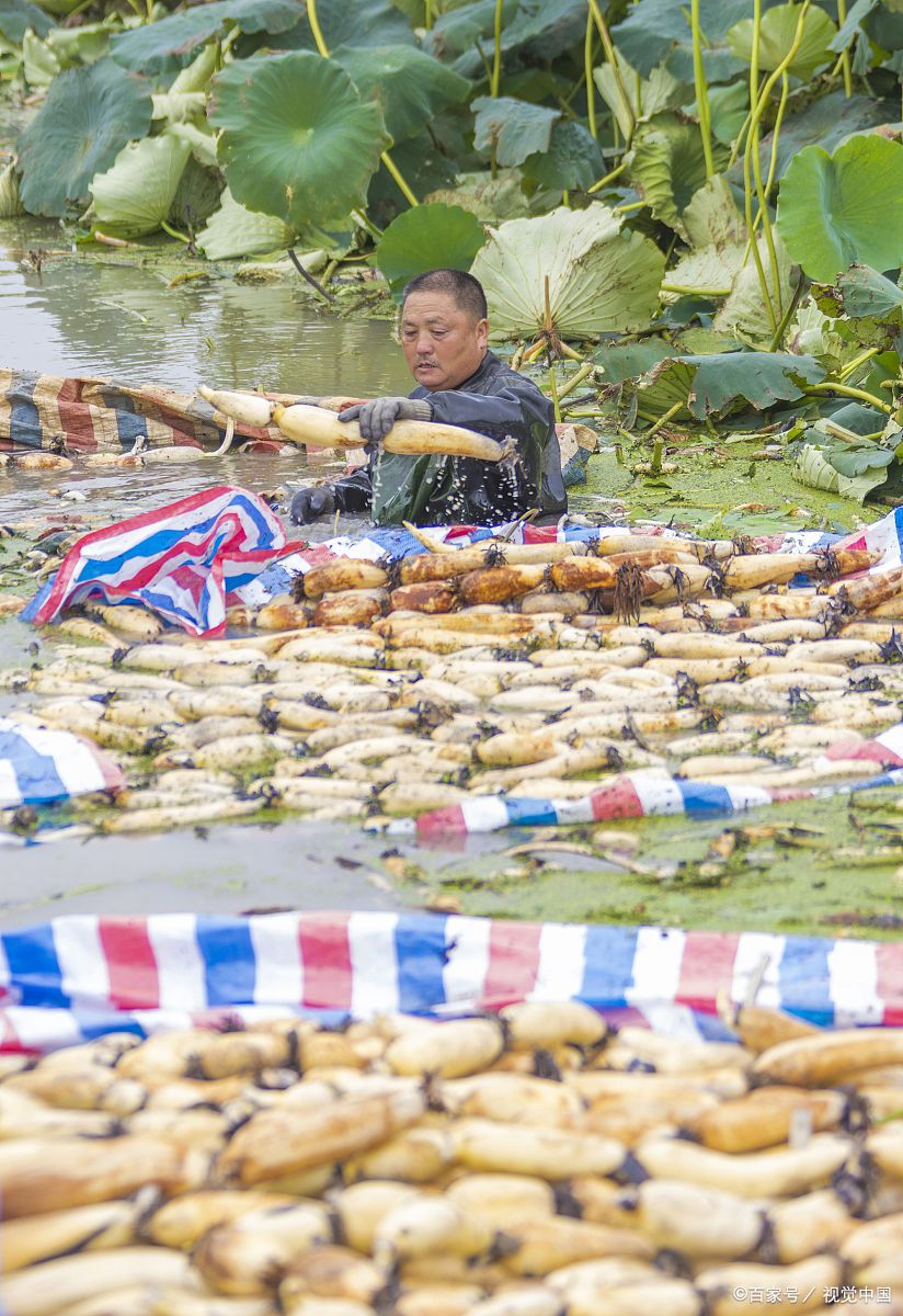 莲花跟荷花有区别,为什么叫莲藕而不叫荷藕?叫莲子不叫荷子?