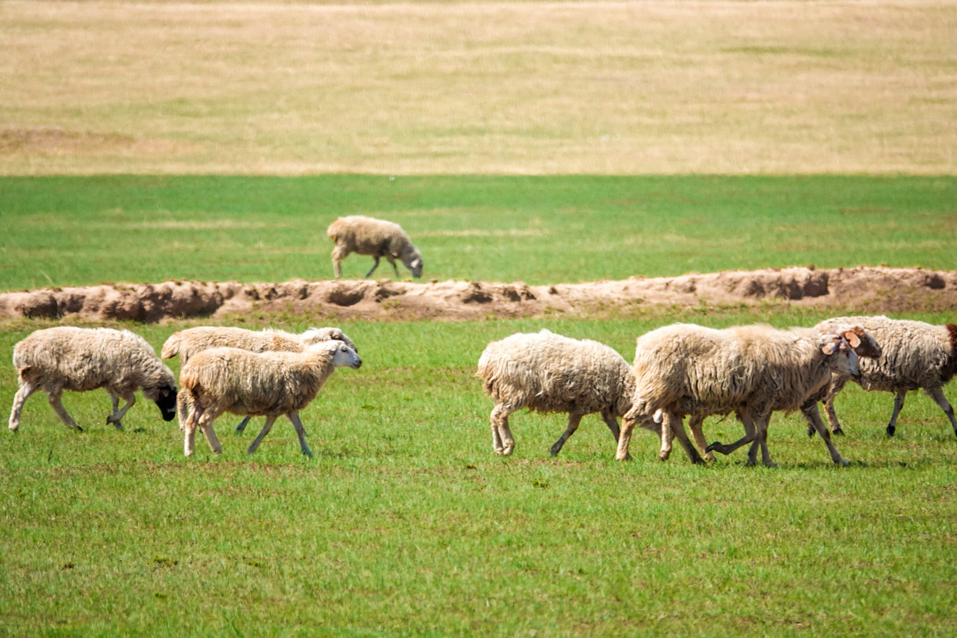 国内文旅#  内蒙古大草原的夏天. 天苍苍,野茫茫, 风吹草低见牛羊.