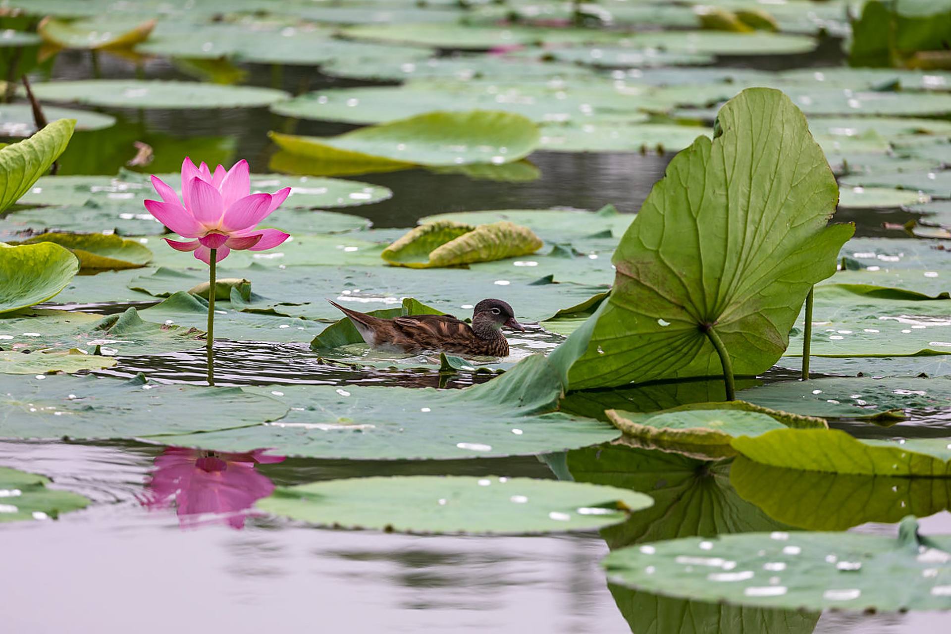 每日读诗词:  齐安郡后池绝句 (唐)杜牧 菱透浮萍绿锦池,  夏莺千啭弄