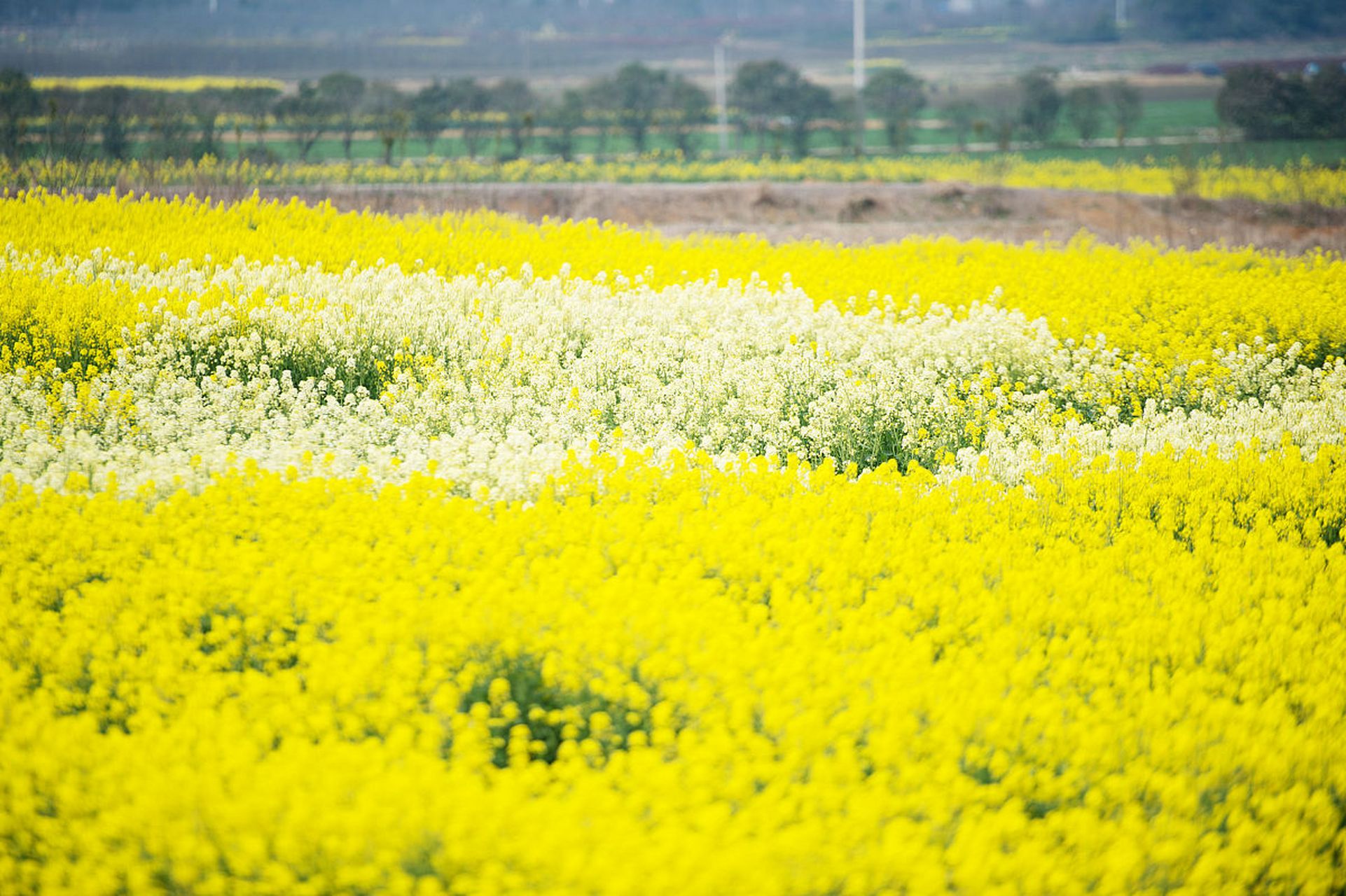 油菜花盛开的季节,是江西婺源最美丽的时刻.