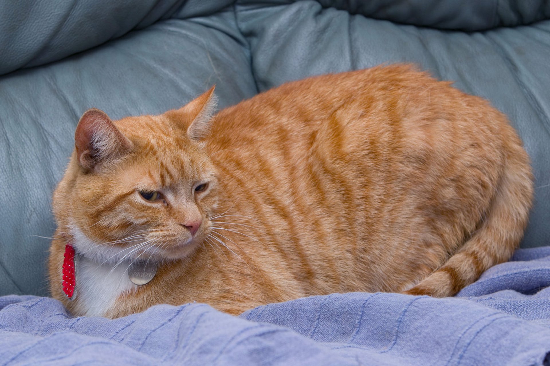 大橘为重大橘为重[作揖][作揖][作揖] #猫咪# #中华田园猫# #橘猫