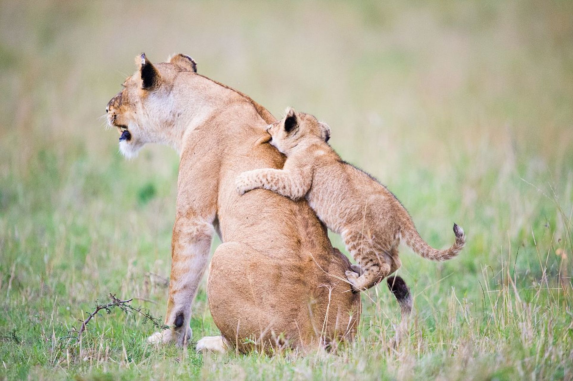 热带草原上的狮子,王者的威严让它们在草原上立足,而他们的内心却隐藏