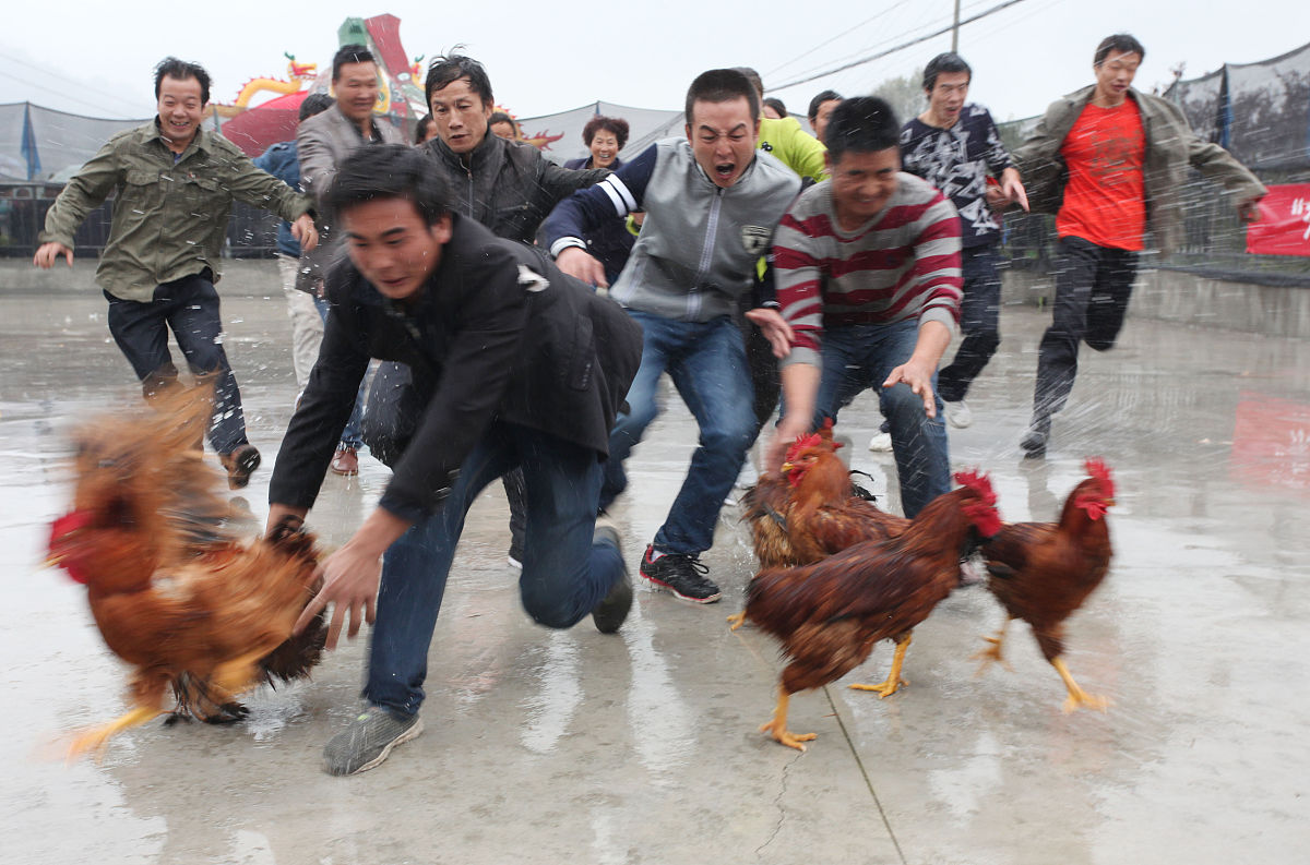 农管进村抓鸡是谣言,请不要刻意制造农管的负面新闻