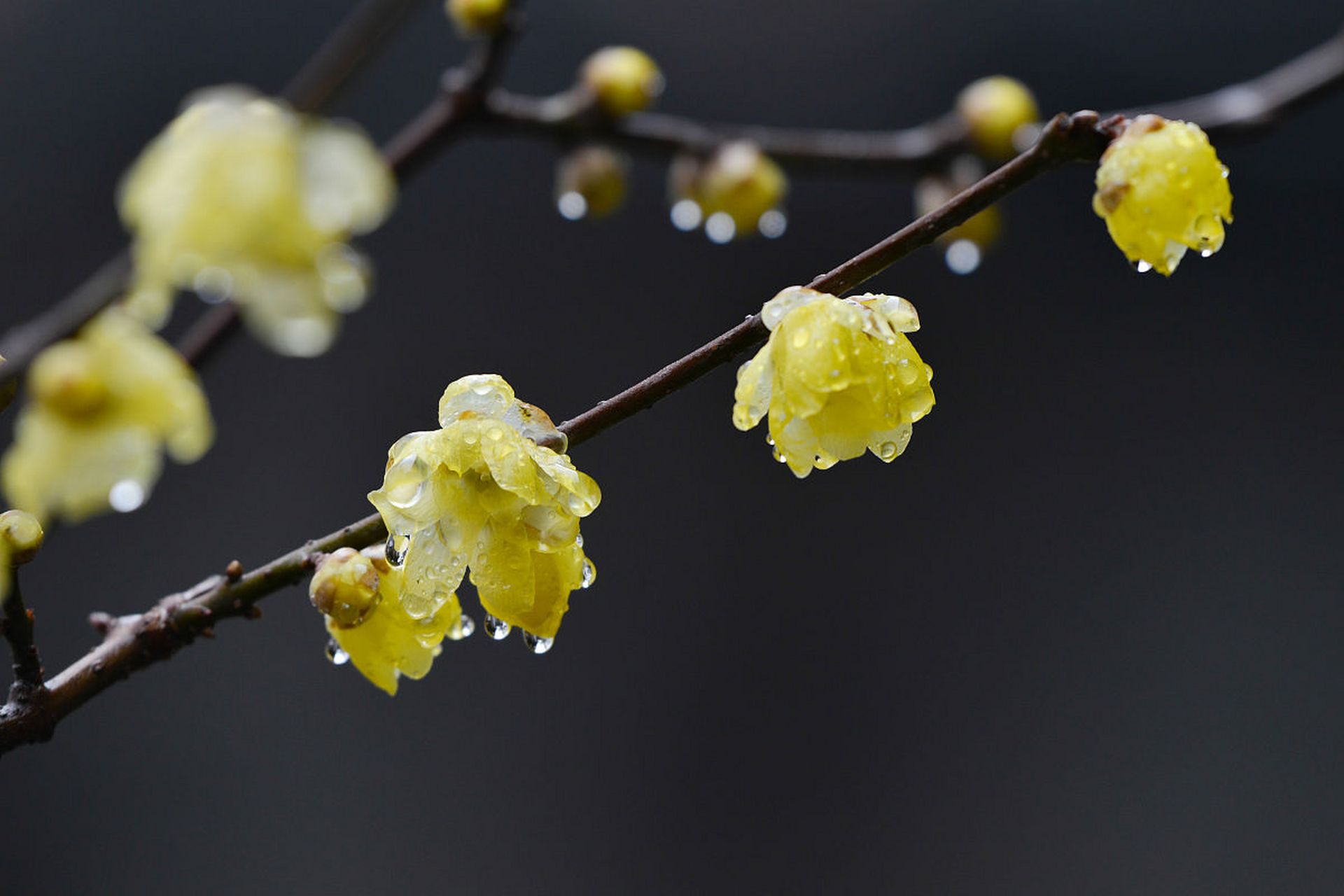 蜡梅别名黄梅,香梅,早梅;因其花开腊月,亦称"腊梅".