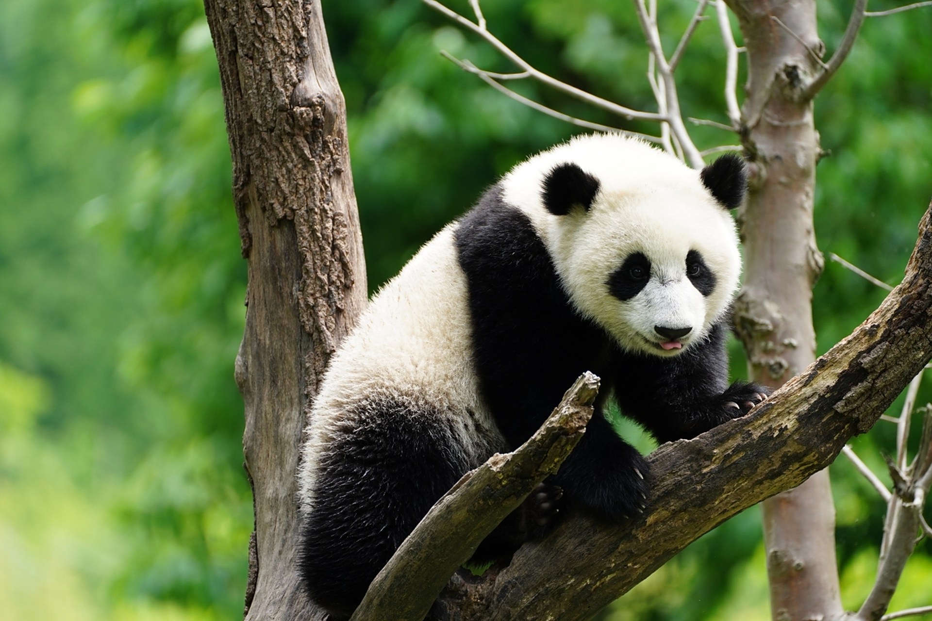 大熊猫身体胖软,头圆脸短,头部和身体毛色黑白相间,四肢和肩膀是黑色