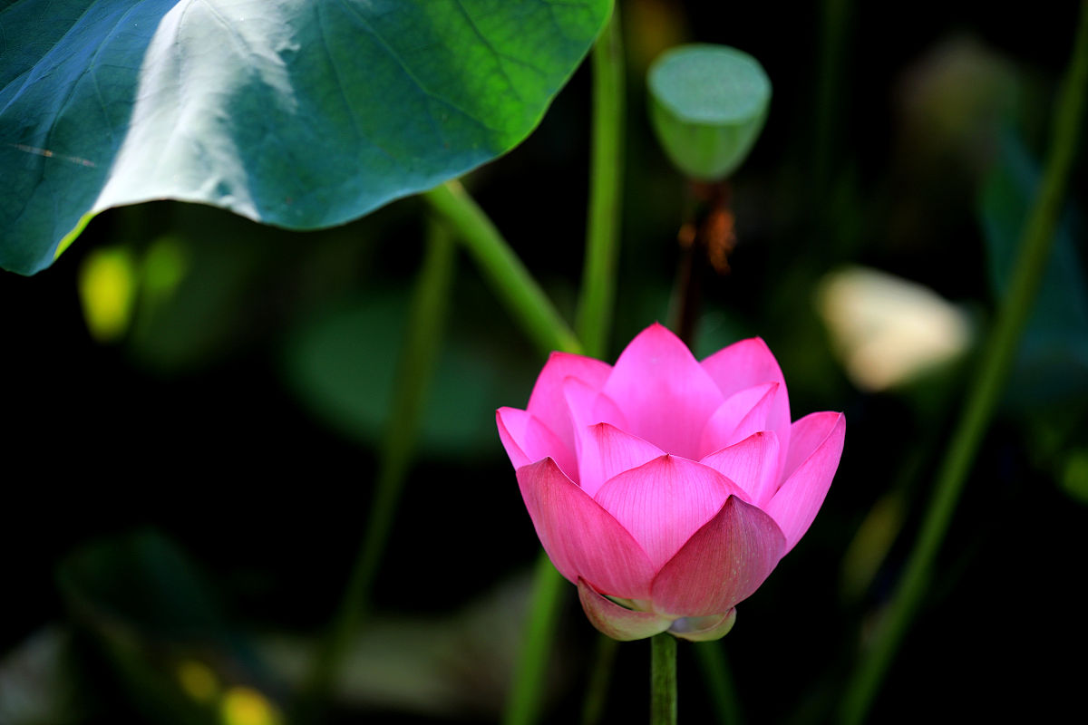 清晨雨露荷上景,中午阳光撒西湖满眼粉红悄佳丽,朵朵荷花君子红