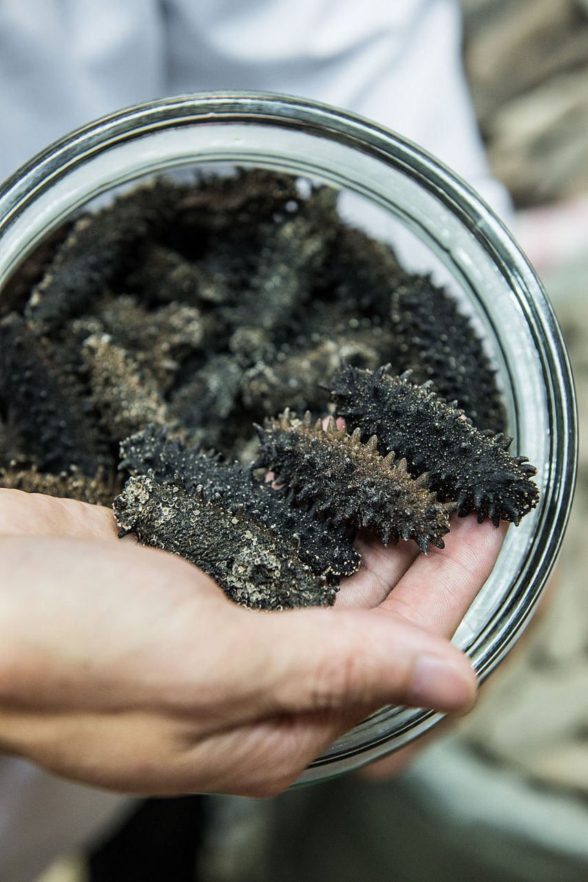 优质创作者专属激励活动# 海参怎么泡发?一篇文章让你成为泡发达人!