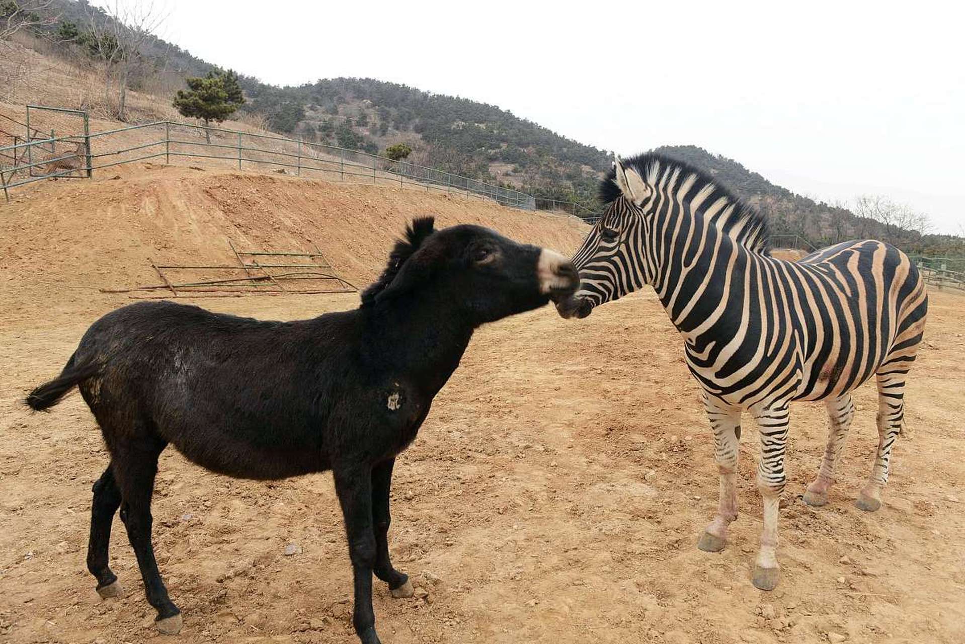 首先,斑马和驴都是草食性动物,这意味着它们在食物需求上有共同点.
