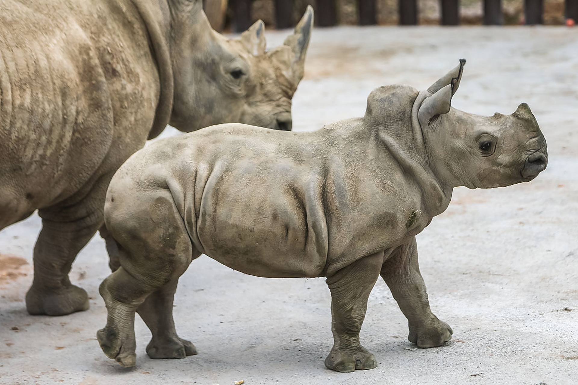它们悠闲地漫步在草原,与翠绿的草地和蔚蓝的天空形成一幅和谐的画卷.