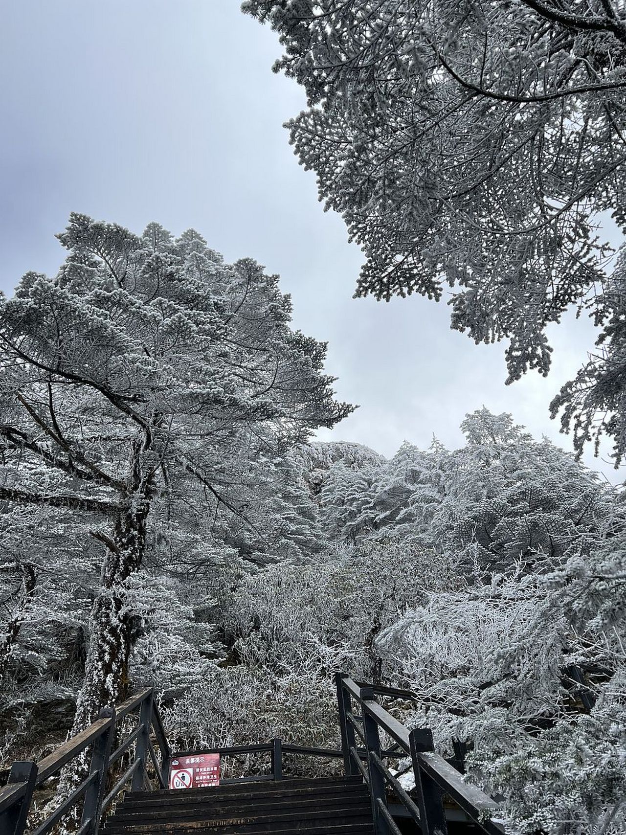 昆明轿子雪山旅游景区:滇中瑰宝,徒步天堂!