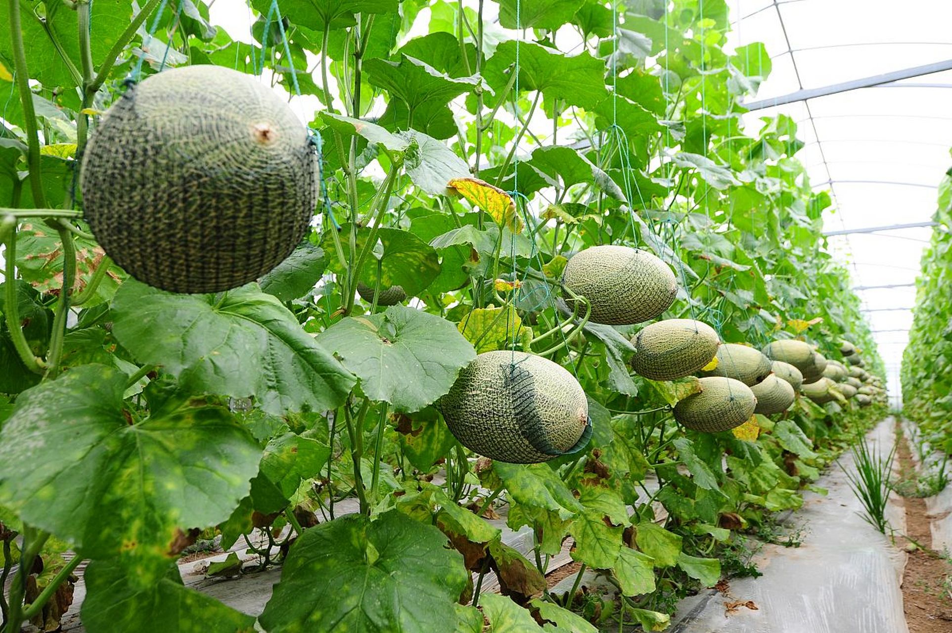 哈密瓜是西北地区的重要经济作物,新疆是其种植规模最大的区域