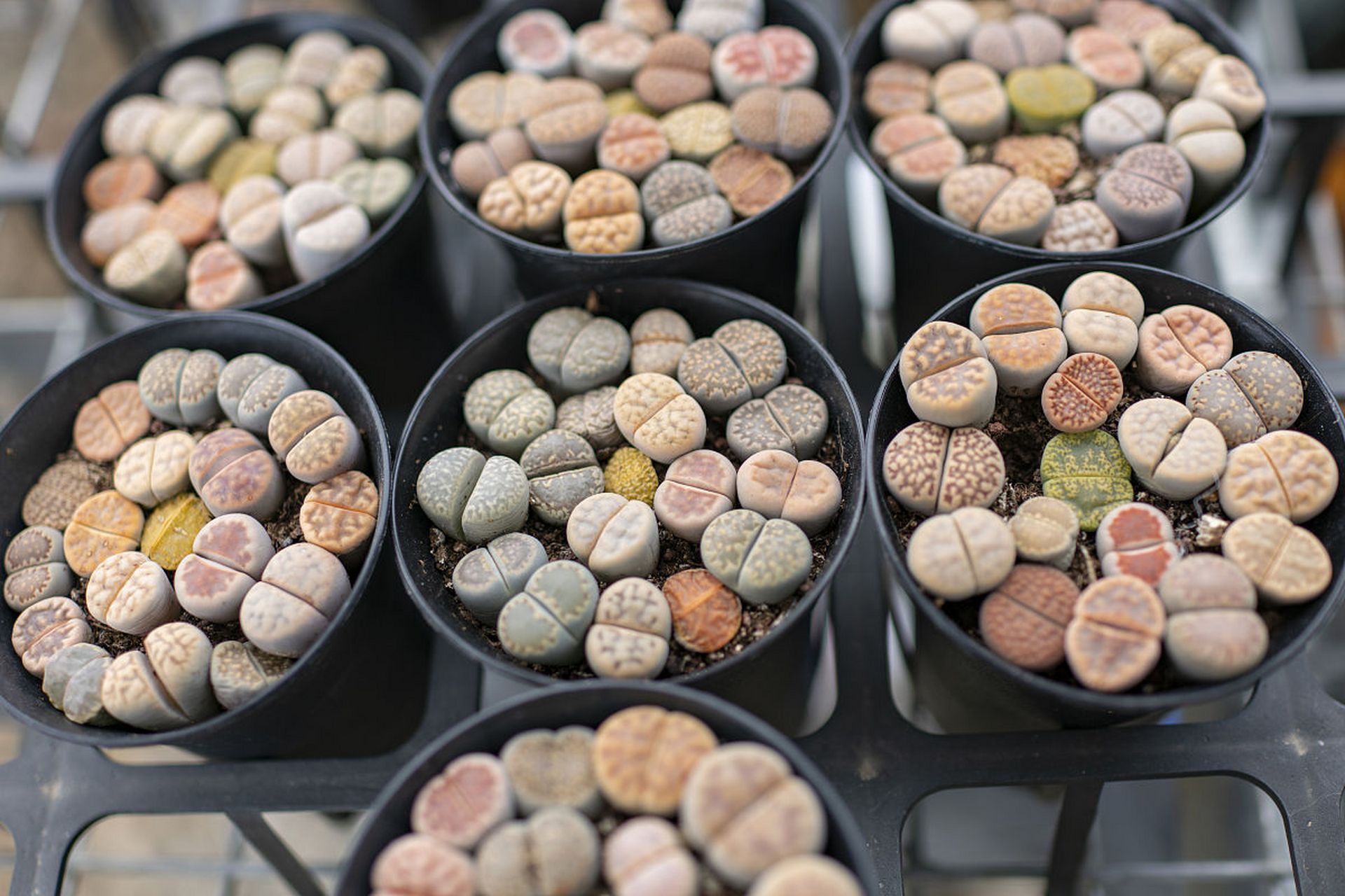 石头花又名生石花,象蹄,元宝等,是世界著名的多年生小型多肉植物.