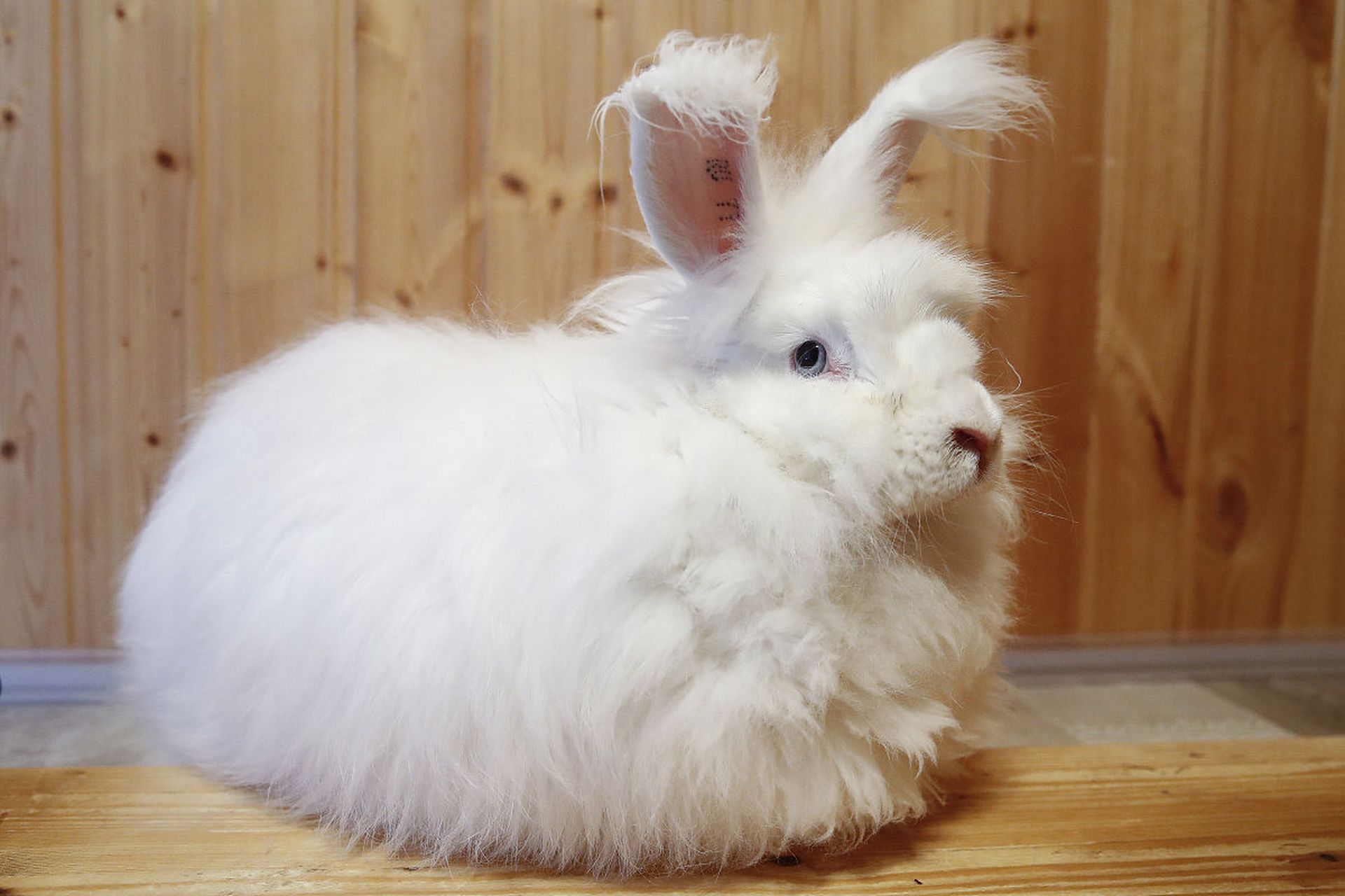 长毛兔的养殖技术及注意事项  长毛兔是兔子的一个品种,它是八十年代