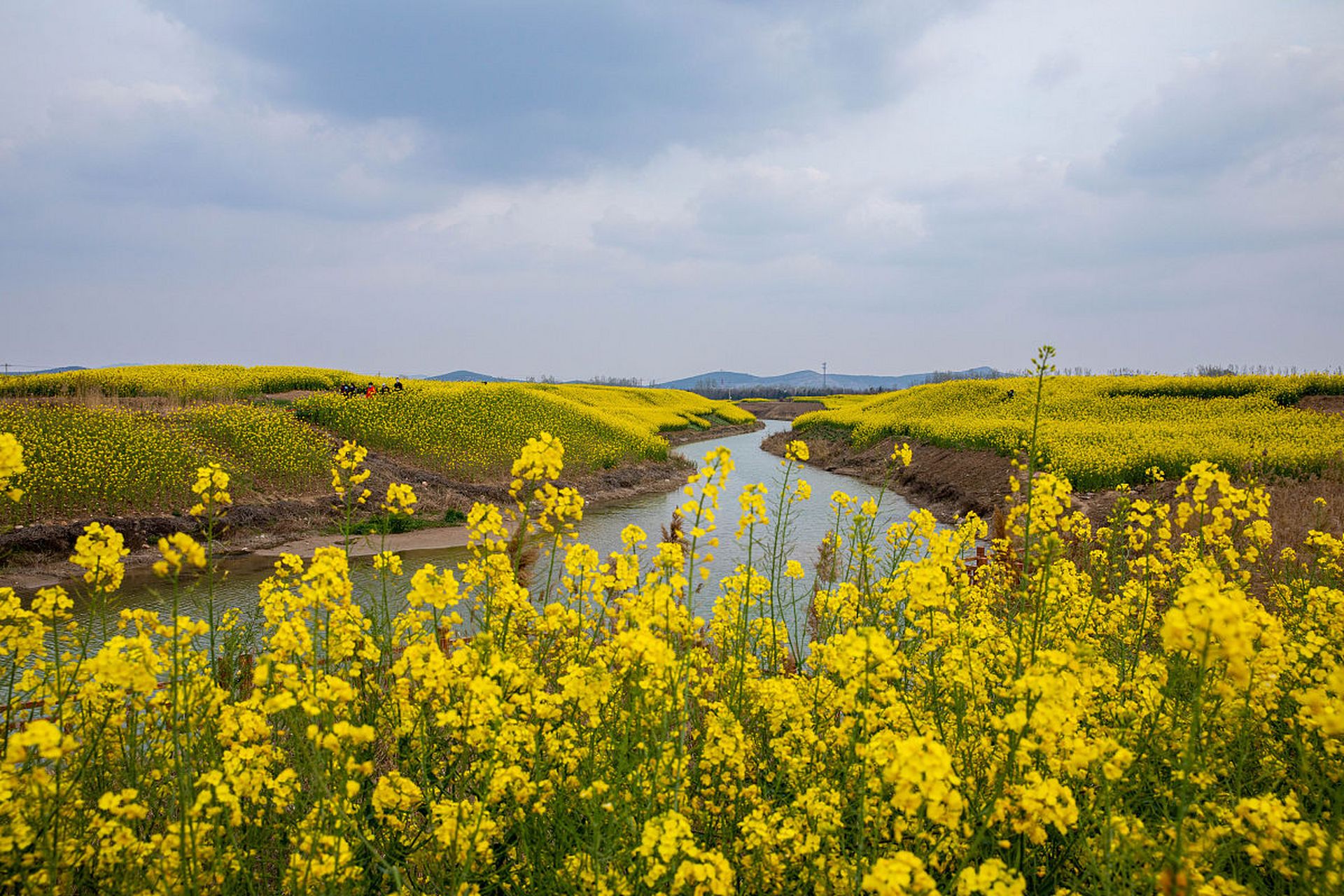 热点引擎计划# 98春日京郊,那片金黄梦境——房山长沟油菜花海等你