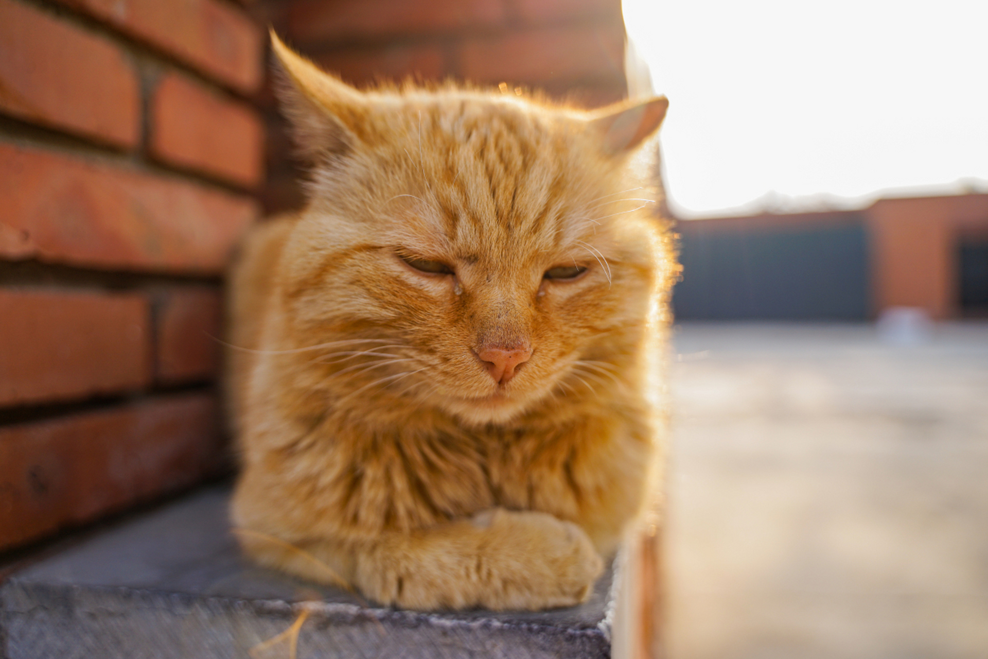 阳光下,橘猫慵懒地躺着,享受着暖阳,它的眼神充满了满足与安逸.