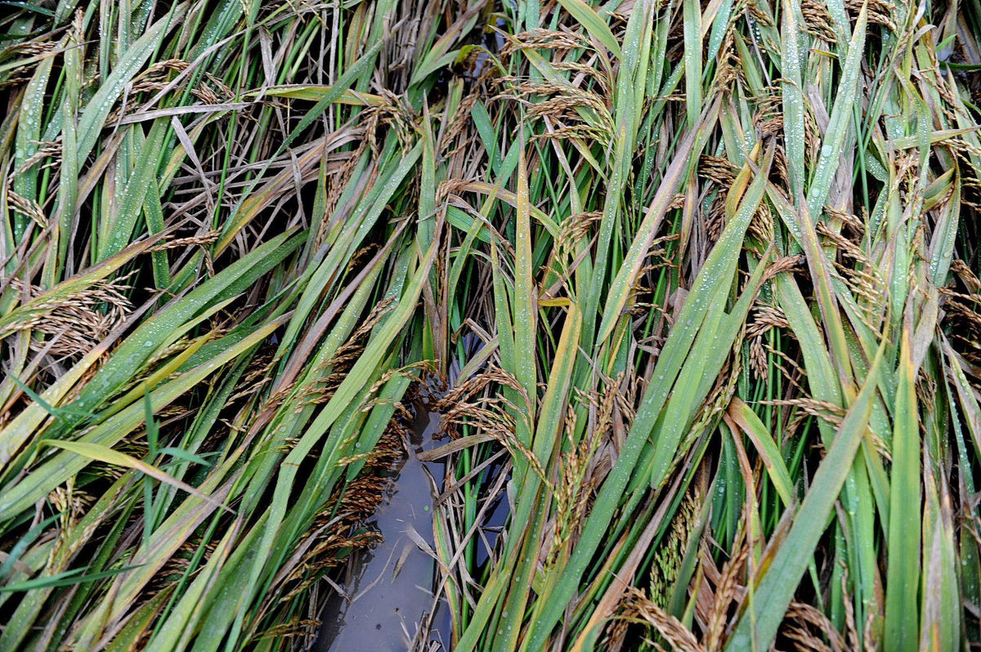 稻瘟病对水稻生长和产量影响大,农民需用农药防治.