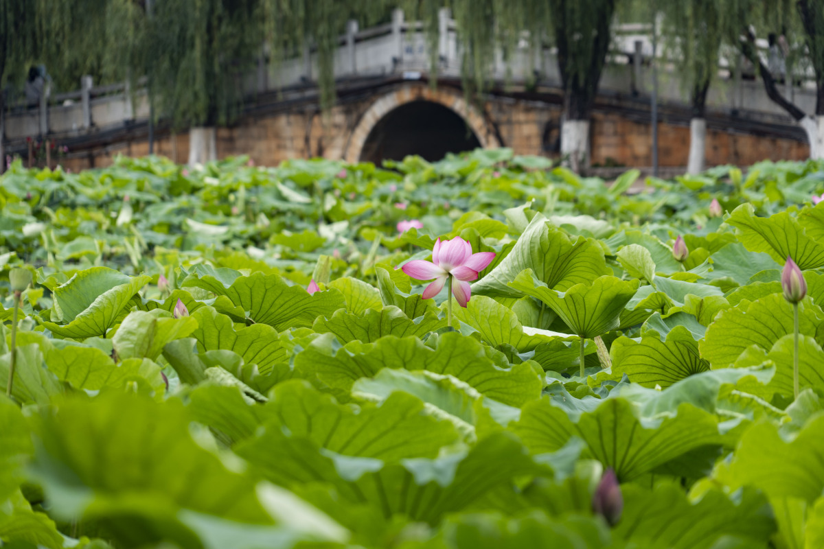 昆明翠湖春天的景色图片