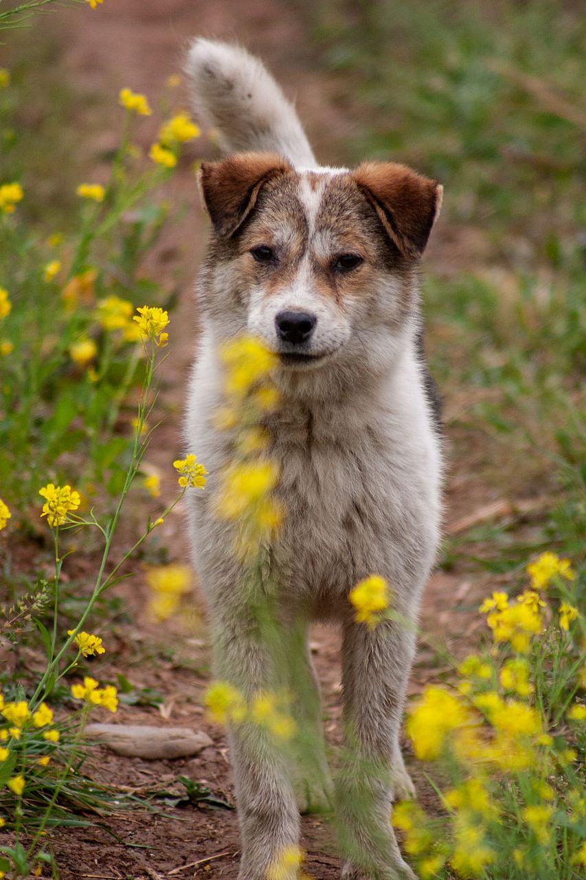 每天认识一种动物——中华田园犬 中华田园犬又名土狗,柴犬,广泛分布