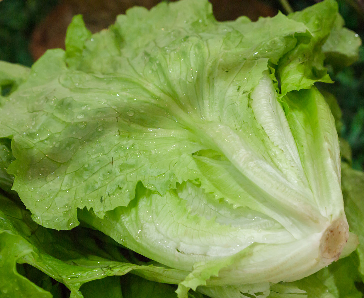 冬季生菜,最晚什么时间种植,怎样防寒才能不被冻死