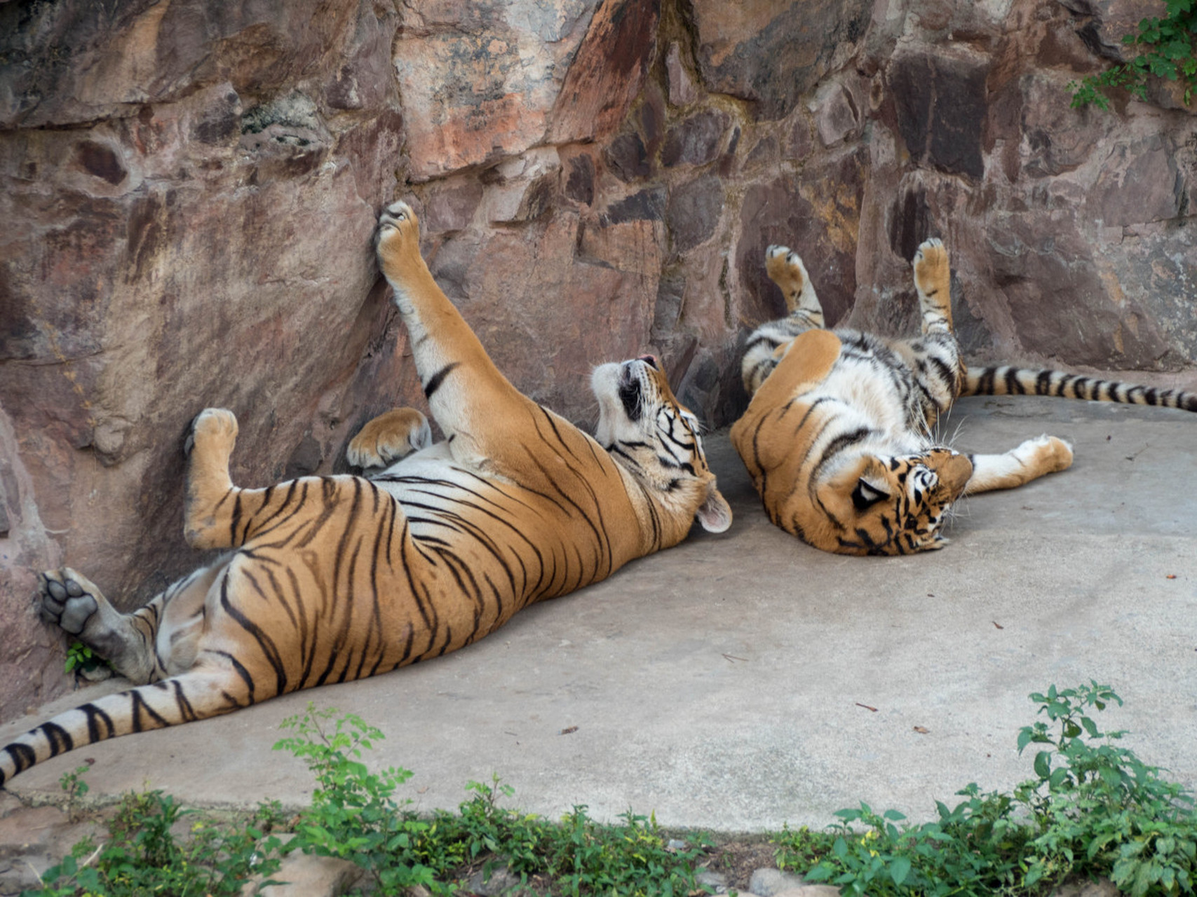 这次有幸去了重庆野生动物世界,简直是一次超棒的体验!