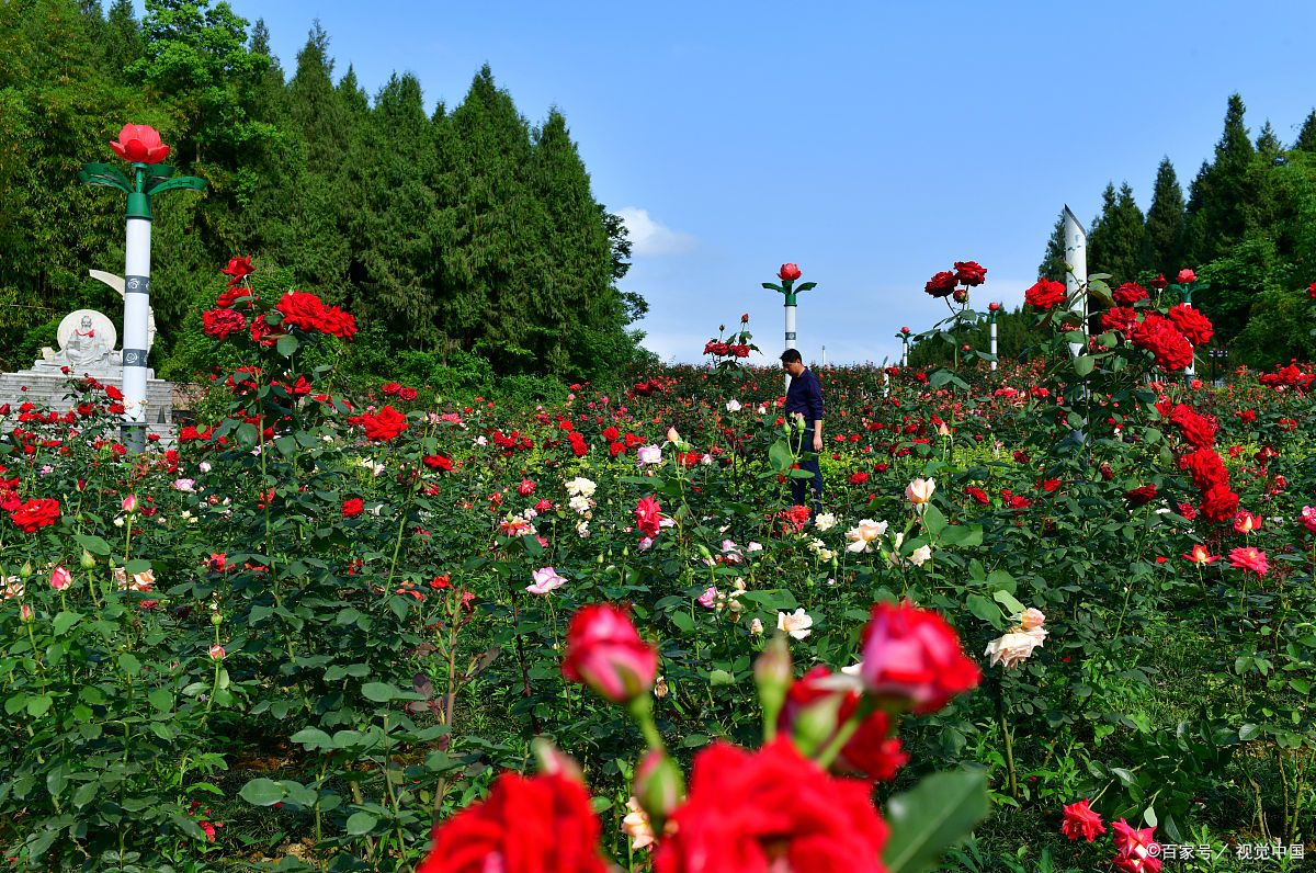 自贡朝天寺玫瑰海位置图片