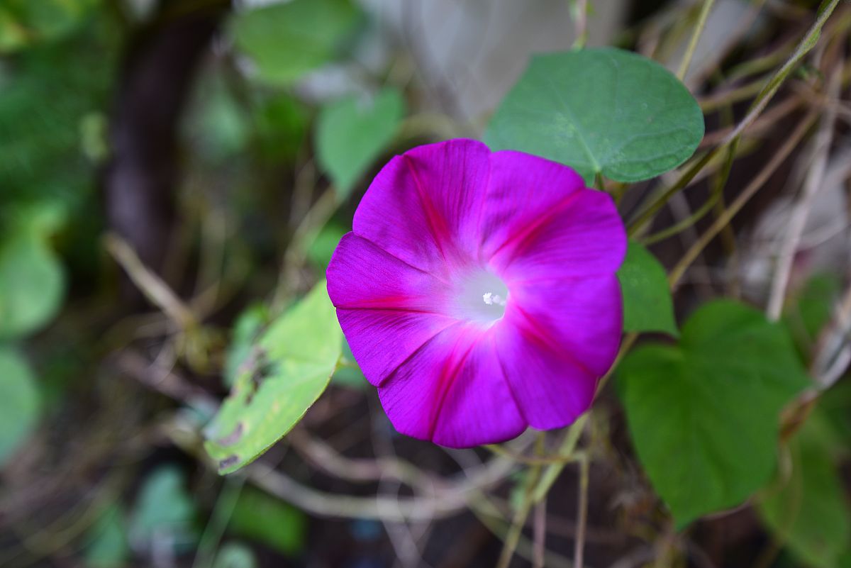 蓝天白云美如画,紫色喇叭花香丰蓝色妩媚别样风,努力向天诉说梦