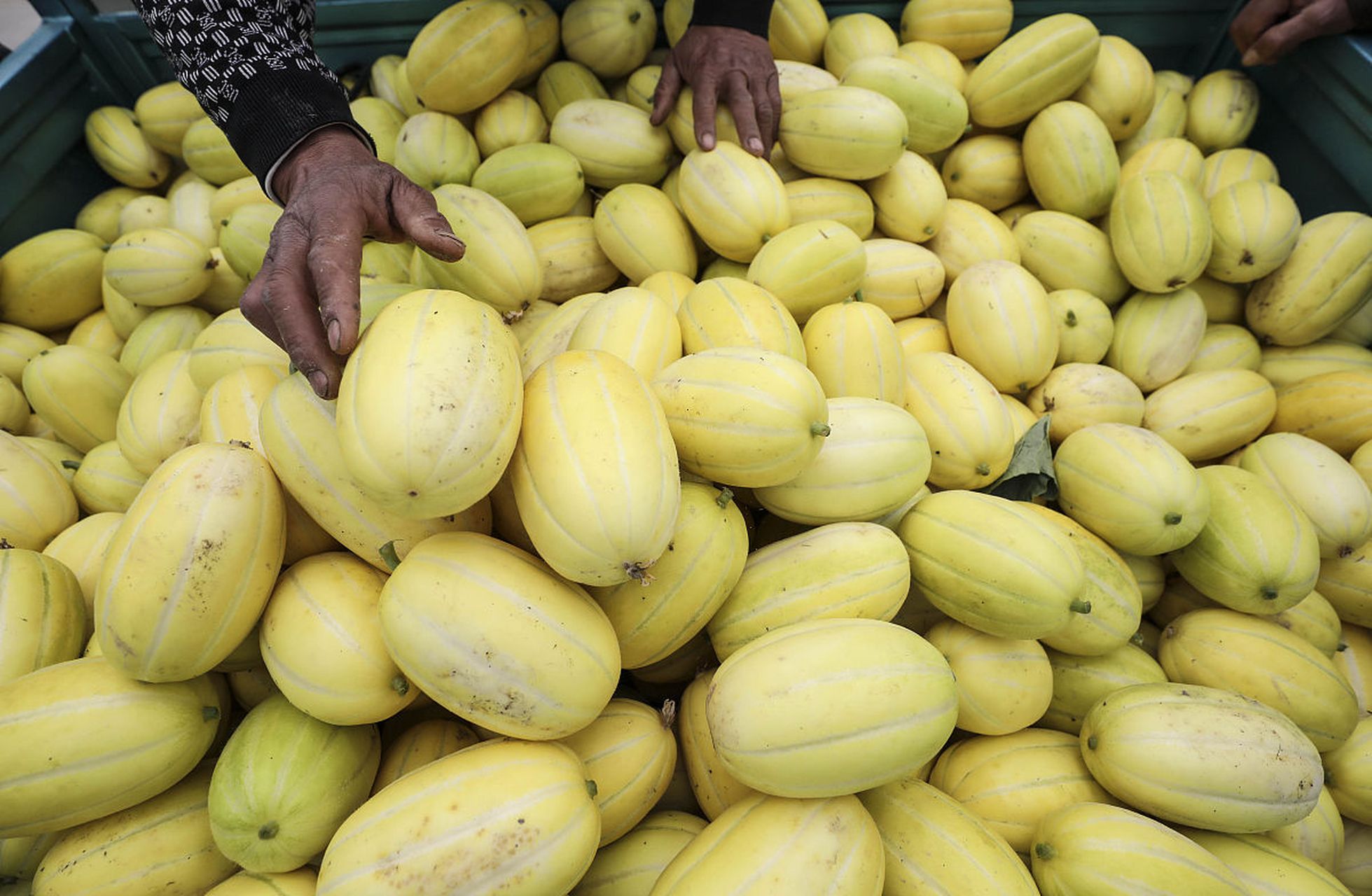 湖北瓜农王先生种植了百余亩的香瓜地,然而他却频繁地遭到周边村民的