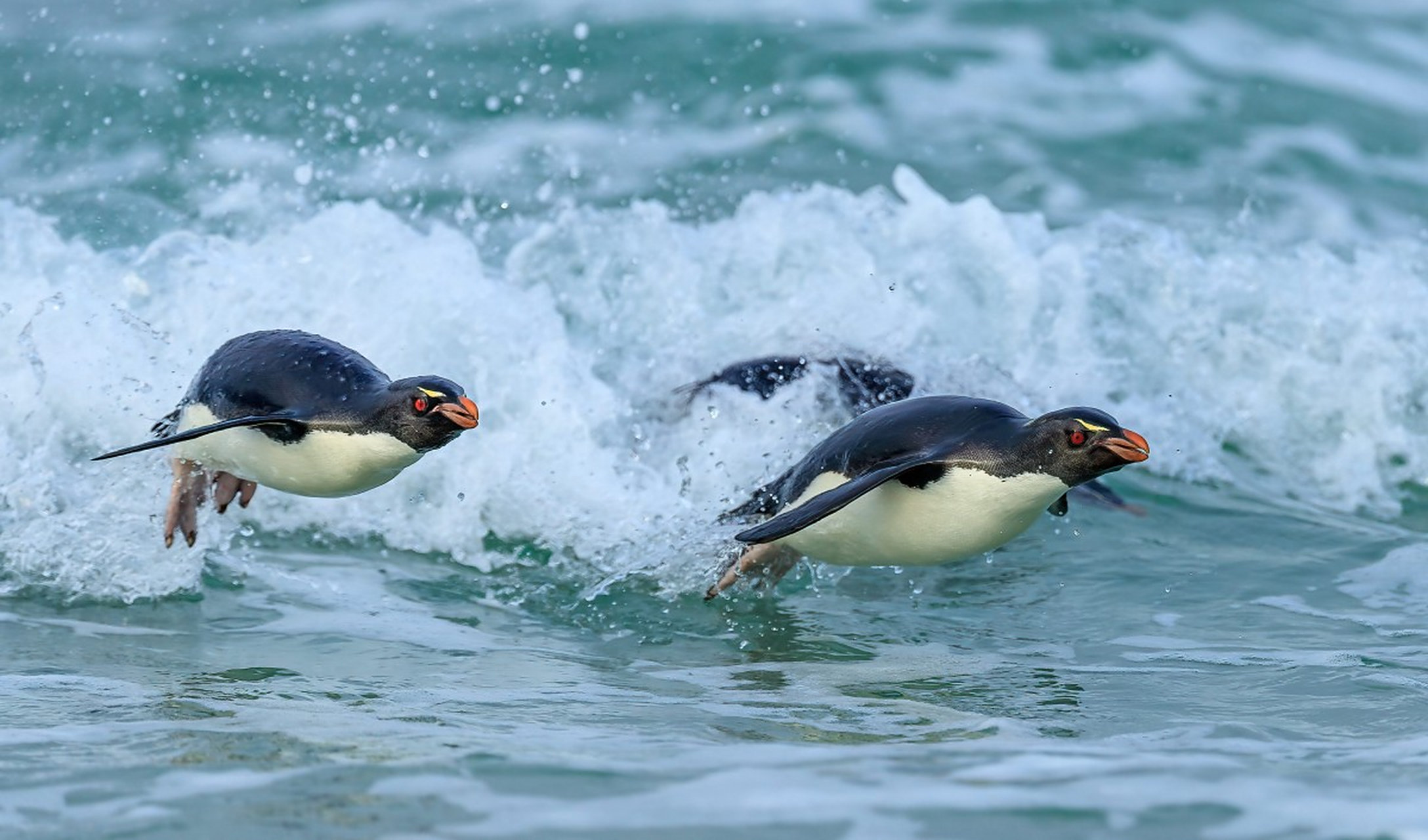 在极寒的环境中,企鹅们依然保持着对生活的热爱和对伴侣的忠诚.