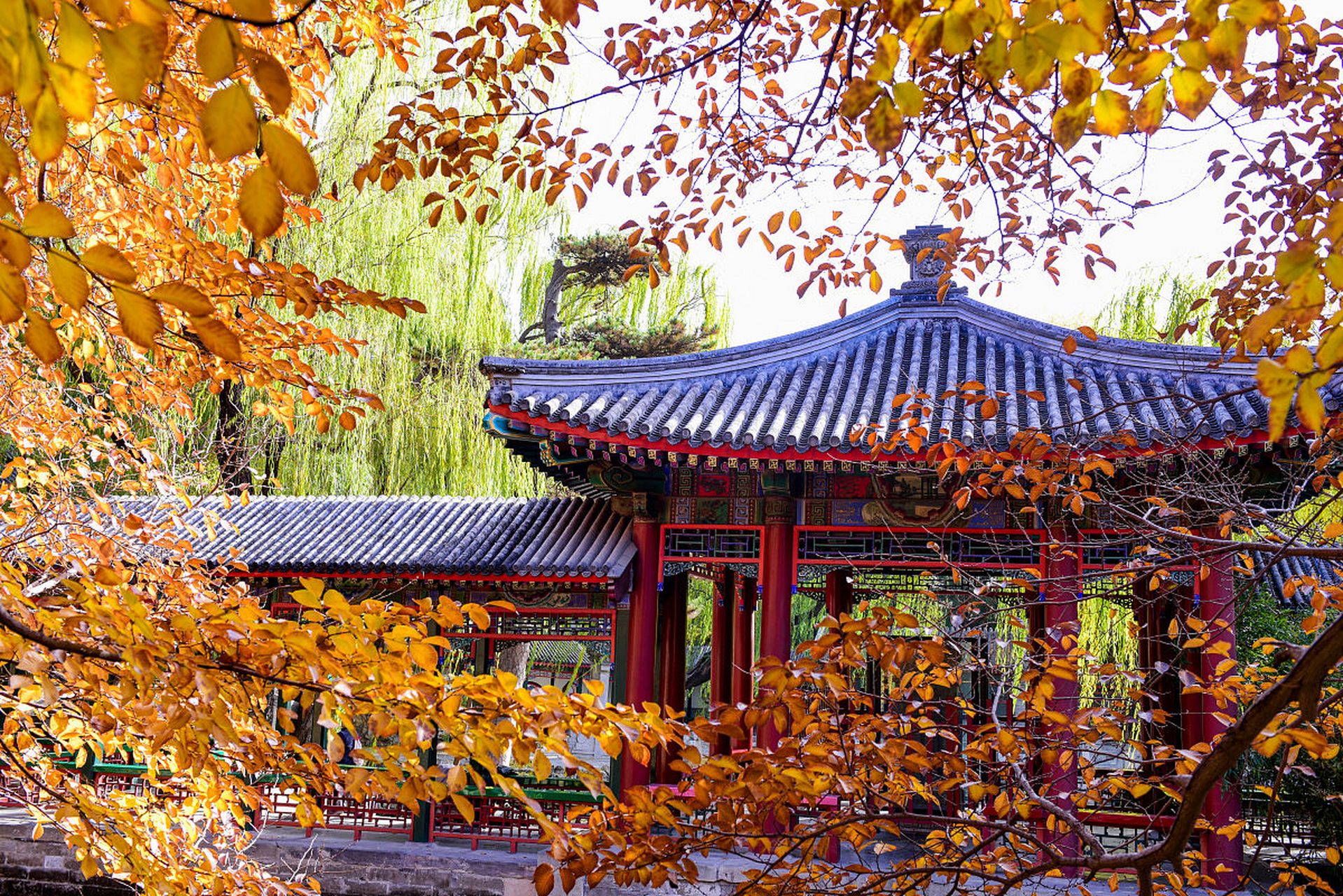 金秋图文动态创作节# 秋天的北京大学美景如画.