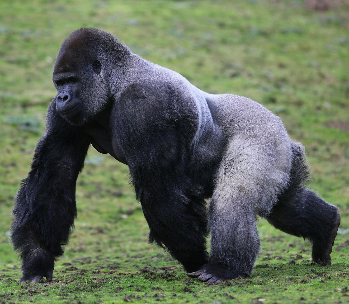 金刚银背大猩猩:猩猩界的肌肉猛男  在繁茂的热带雨林中,有一种动物以