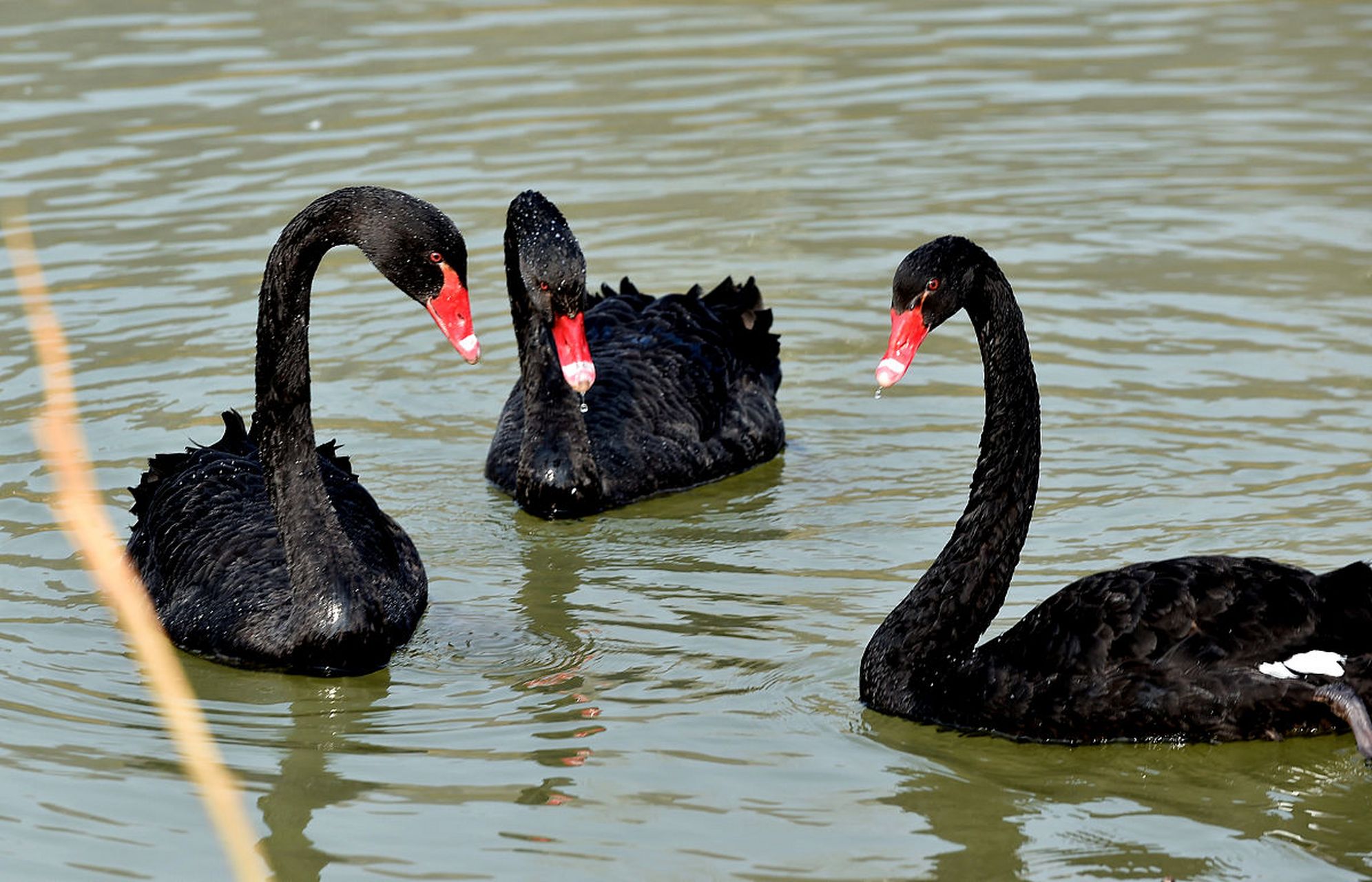 9696南京假期紫清湖野生动物世界遊玩攻路9696  9595紫
