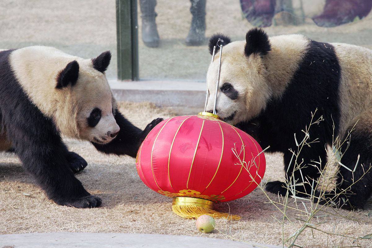 大熊猫丫丫和乐乐曾经的幸福时光