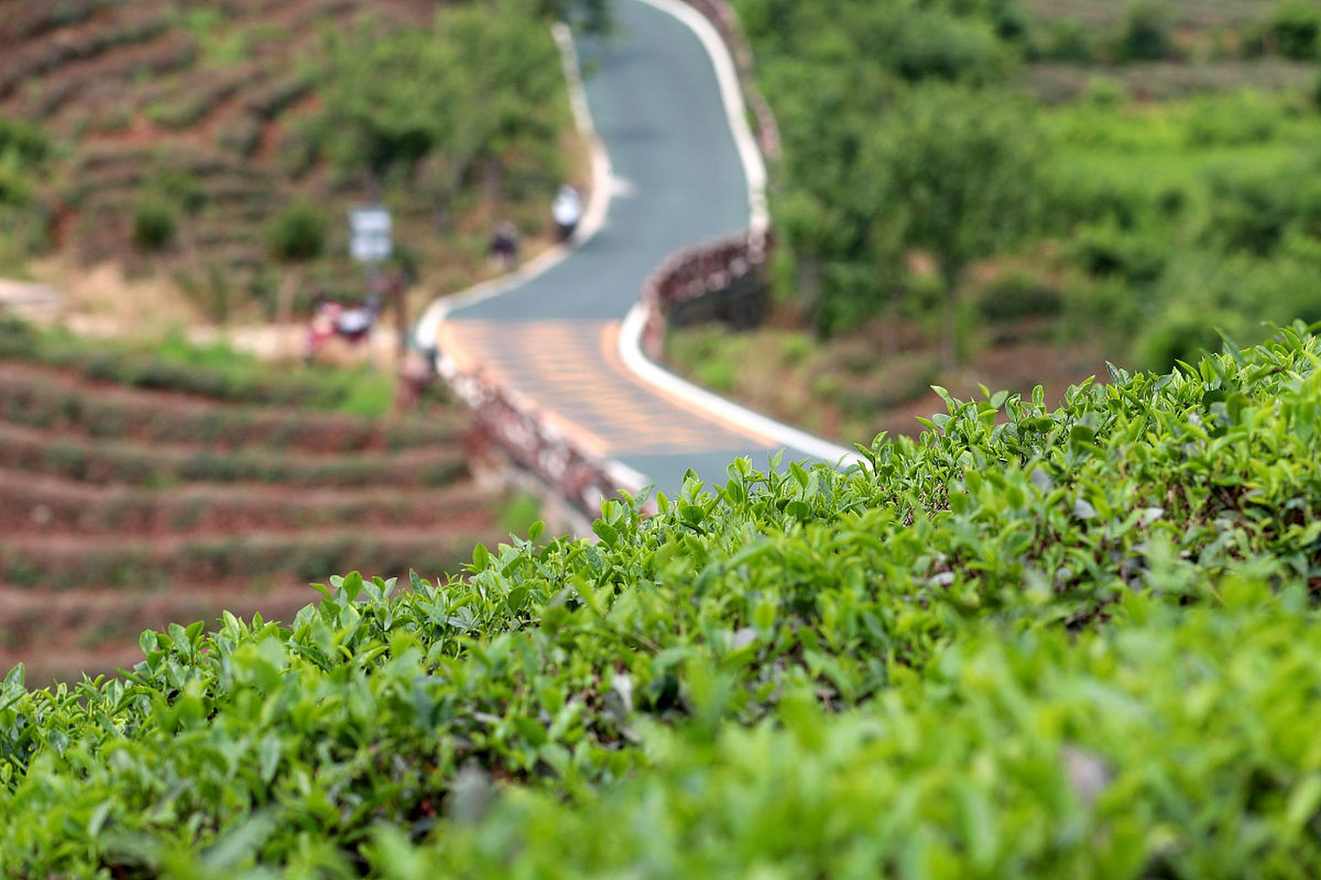 文新茶村在河南信阳的周边,以信阳的毛尖种植为主,距离信阳市区一个