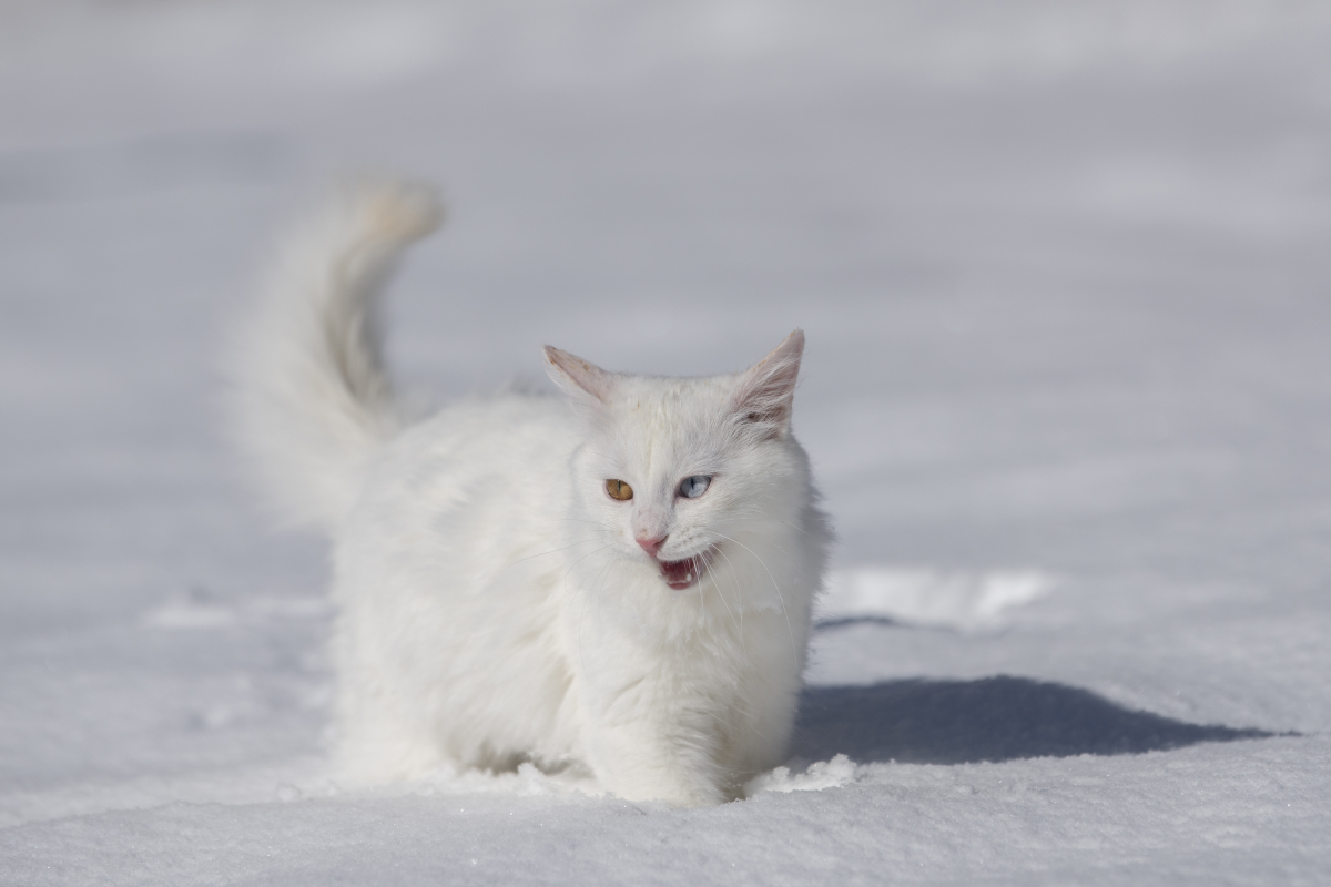 白狐这首歌表达了什么