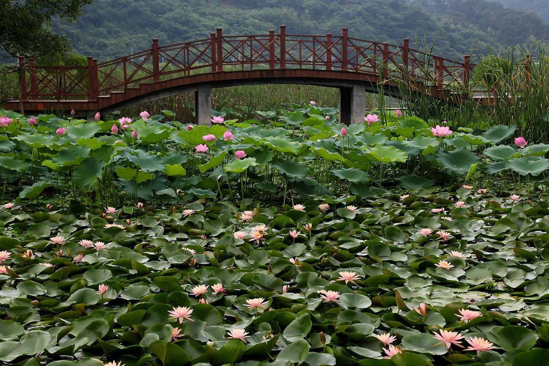 湖南旅游景点推荐# #湖南宝藏景点大全# 探秘君山野生荷花世界:万亩