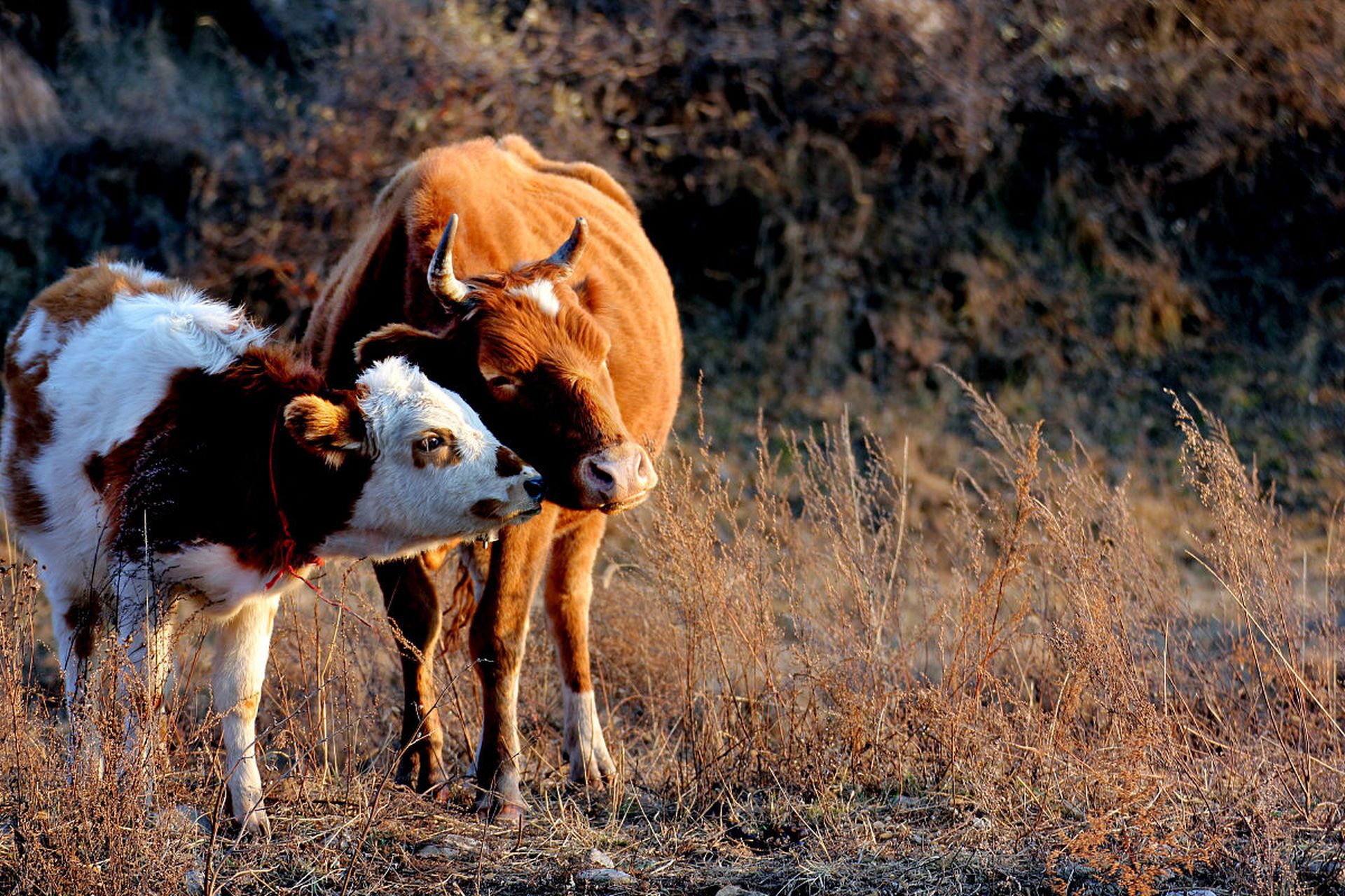 牛是一种勤劳而温顺的动物,它们是农业社会的重要劳动力.