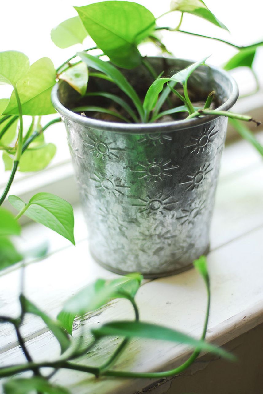 绿萝盆栽可以使用淘米水浇灌,但需要注意以下几点:  61 发酵处理:将