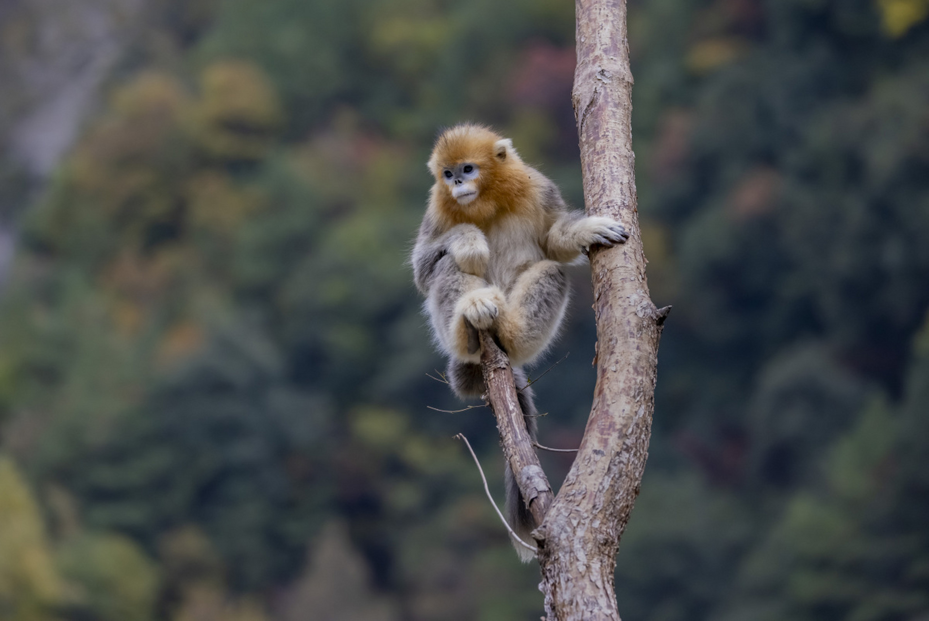 川金丝猴是中国中部和西南部的特有动物,以其漂亮的金色毛发和活泼的