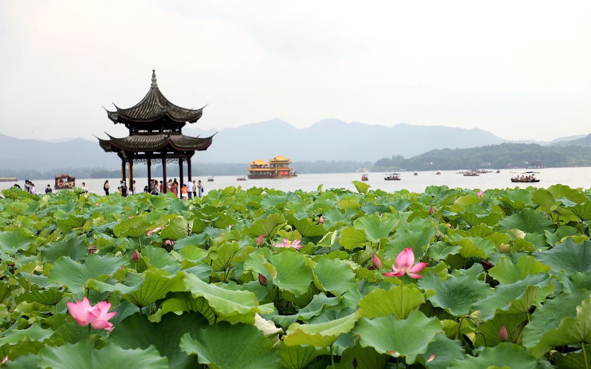 荷花的图片大全风景图片