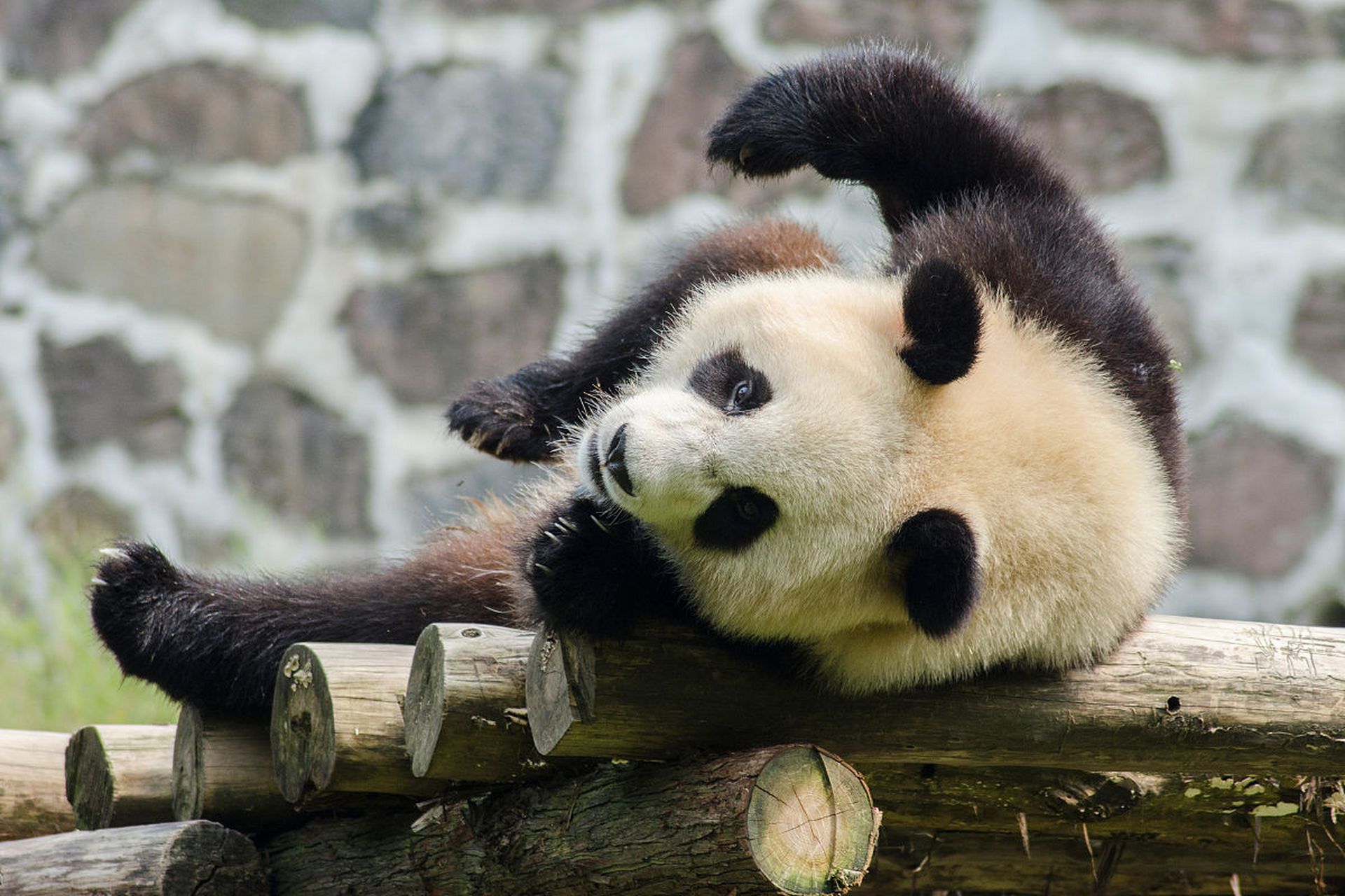 它们那圆润的身体,黑白分明的毛色以及呆萌可爱的表情都让人为之倾倒.