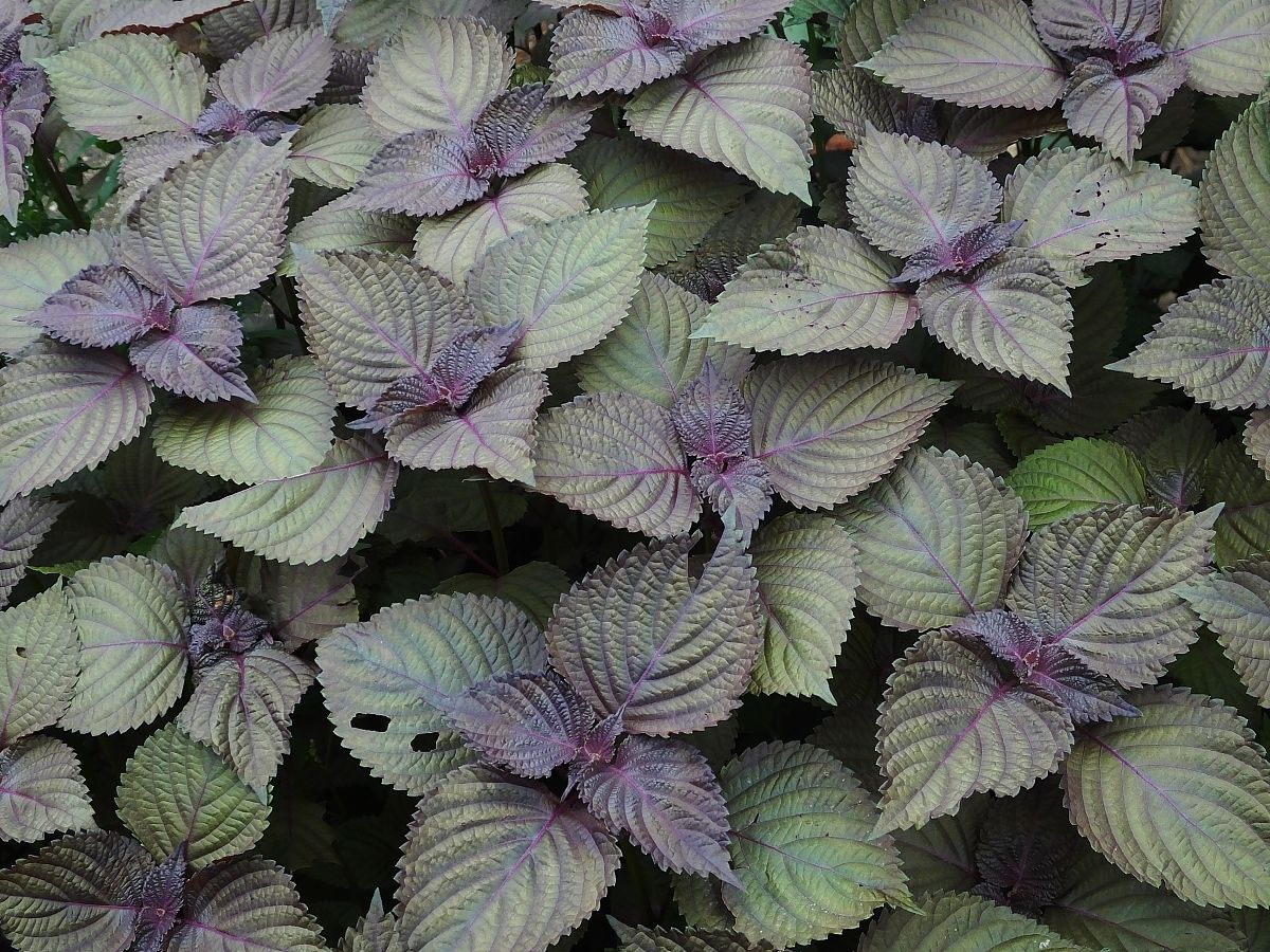 紫苏:本草纲目中的清香植物