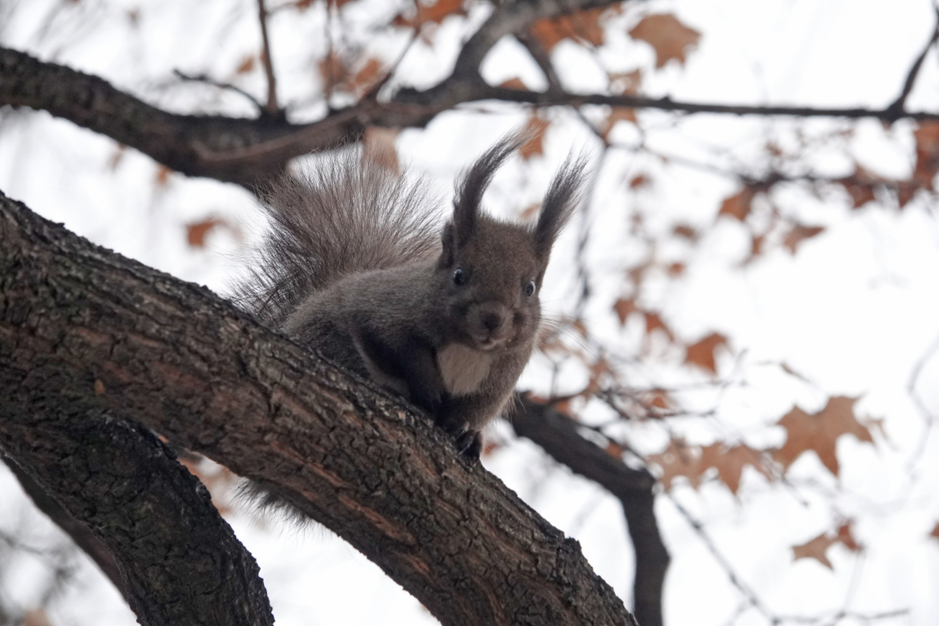 小松鼠是一种活泼可爱的小动物,它们长着一双明亮的大眼睛和蓬松的