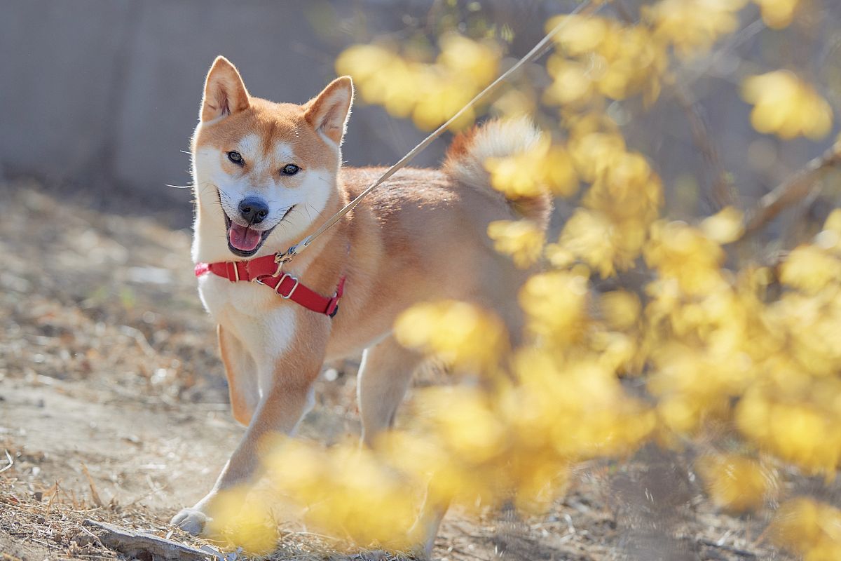 探秘日本之犬:柴犬的独特外观与性格揭秘