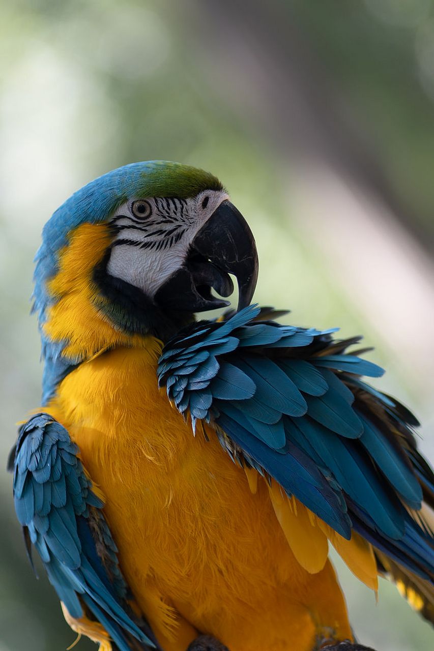 鹦鹉是一种聪明的鸟类,它们能够模仿人类的语言和声音.