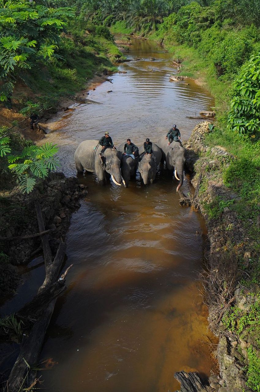 香象渡河,截流而过什么意思?  佛教用语.比喻悟道精深.